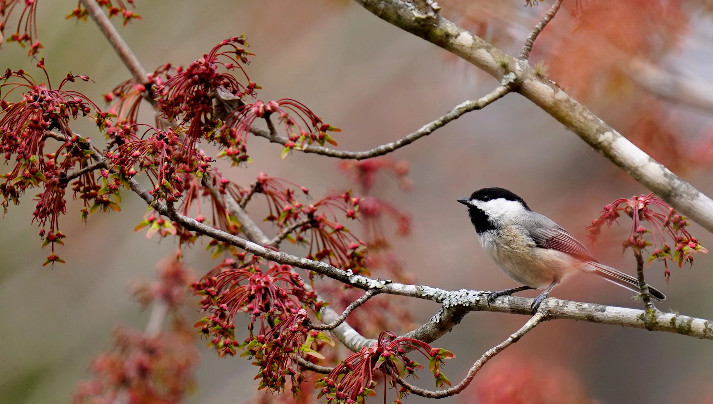 A Carolina Chickadee sits in a blooming maple tree in Cary, North Carolina