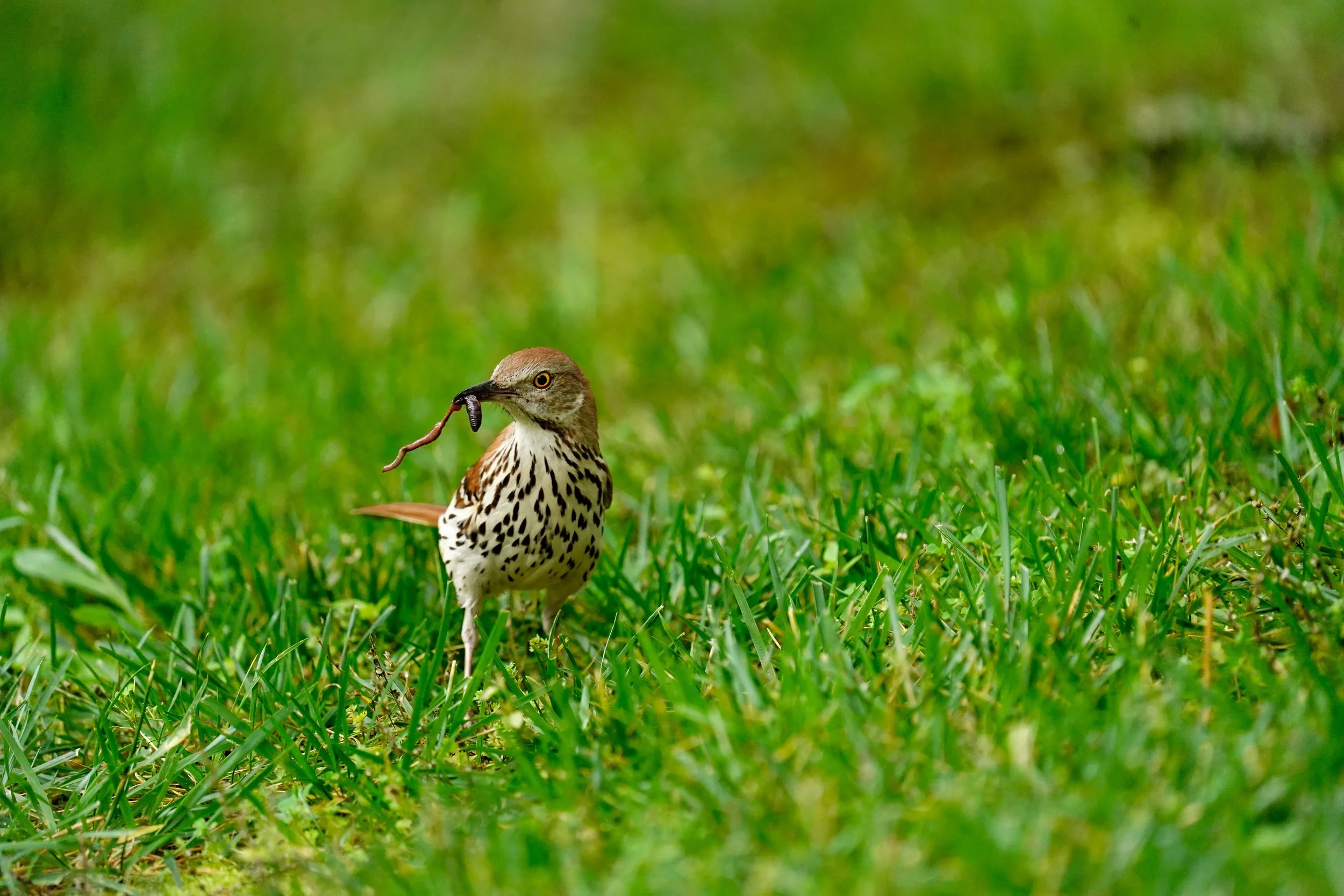 A Brown Thrasher feeding on a worm in Cary, North Carolina