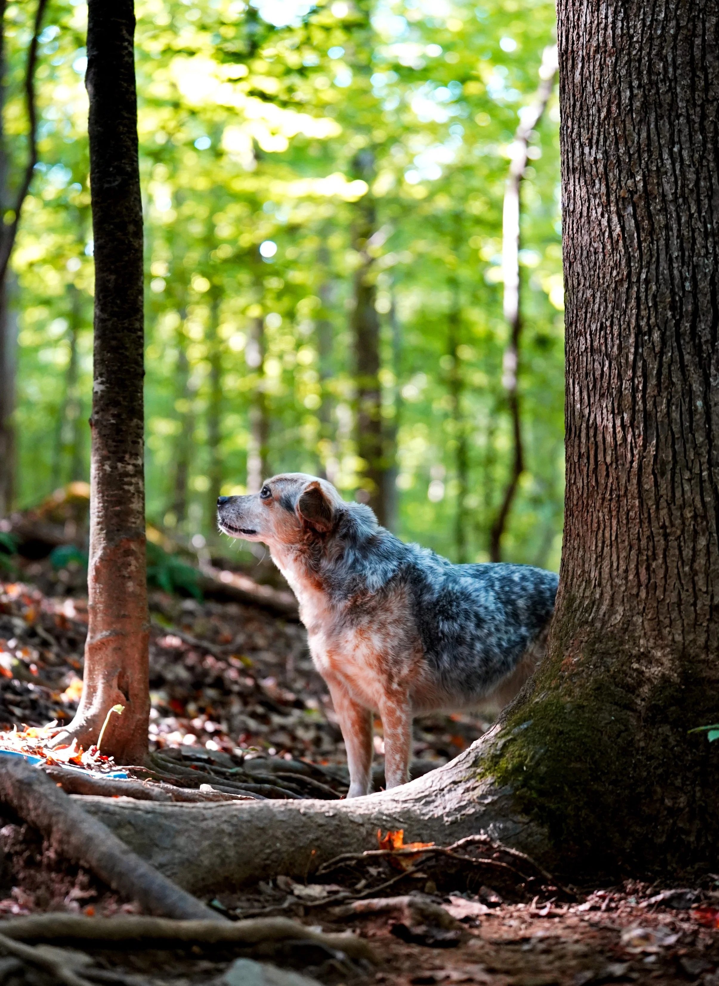 A blue heeler dog standing in a forest surrounded by trees with green leaves, on a forest floor covered with leaves and roots at Johnston Mill Nature Preserve in Chapel Hill, North Carolina
