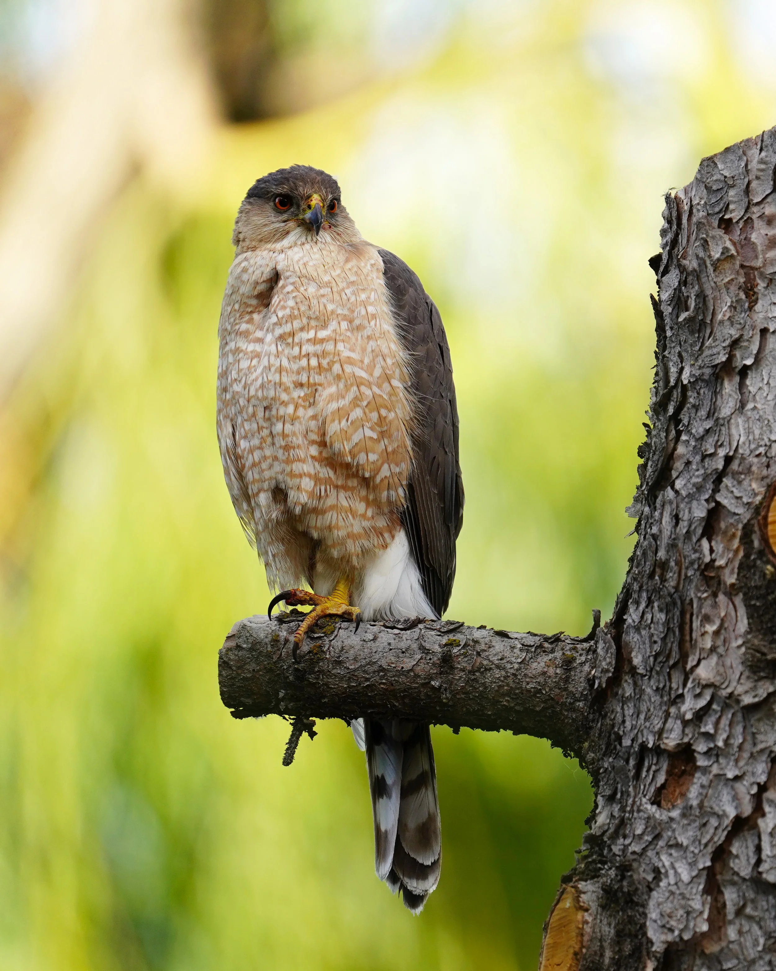 A Coopers Hawk sits nearby her nest in Salt Lake City, Utah