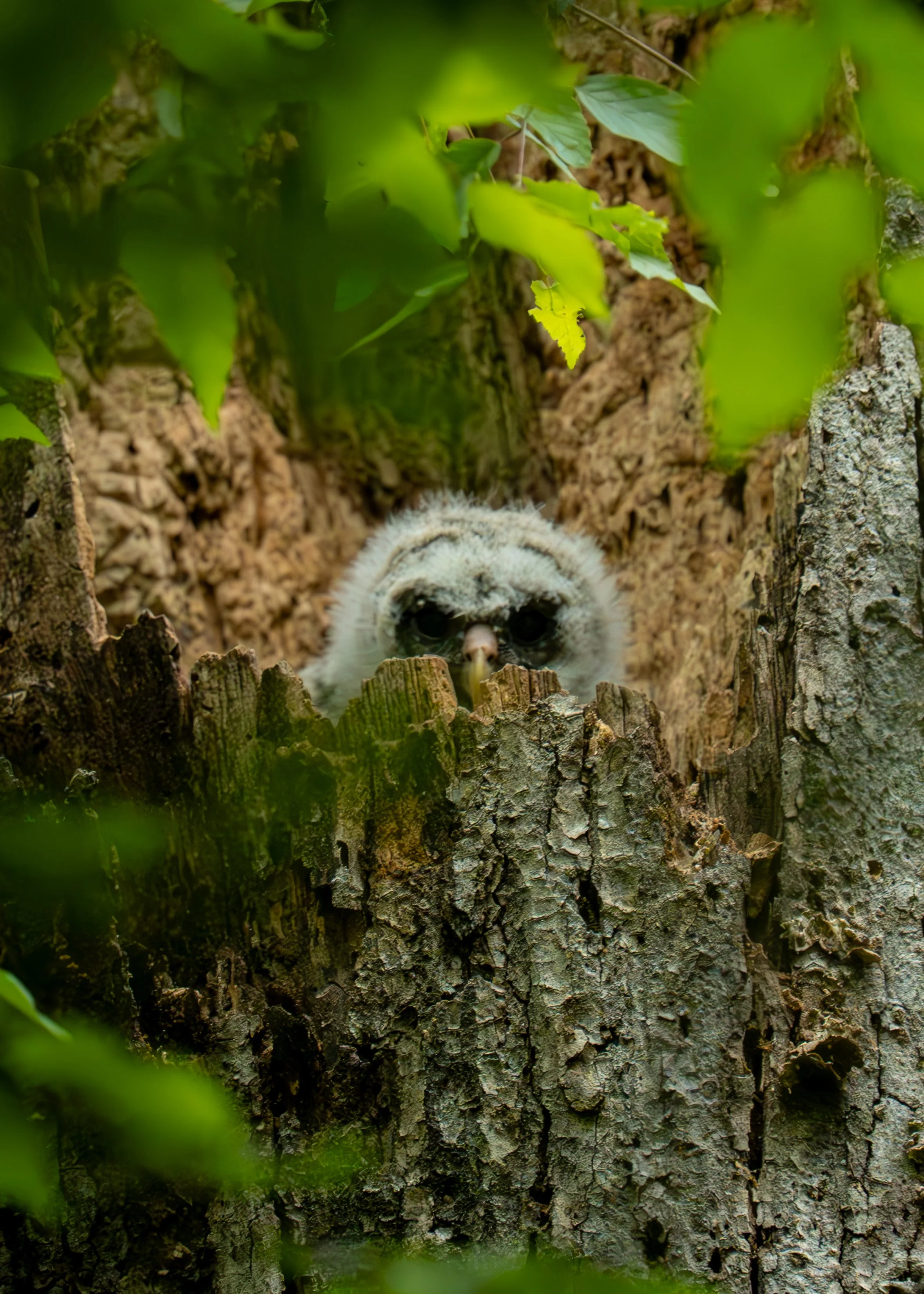 A nestling Barred Owl peaks out from a dead snag tree, waiting for a meal from mom and dad, North Carolina