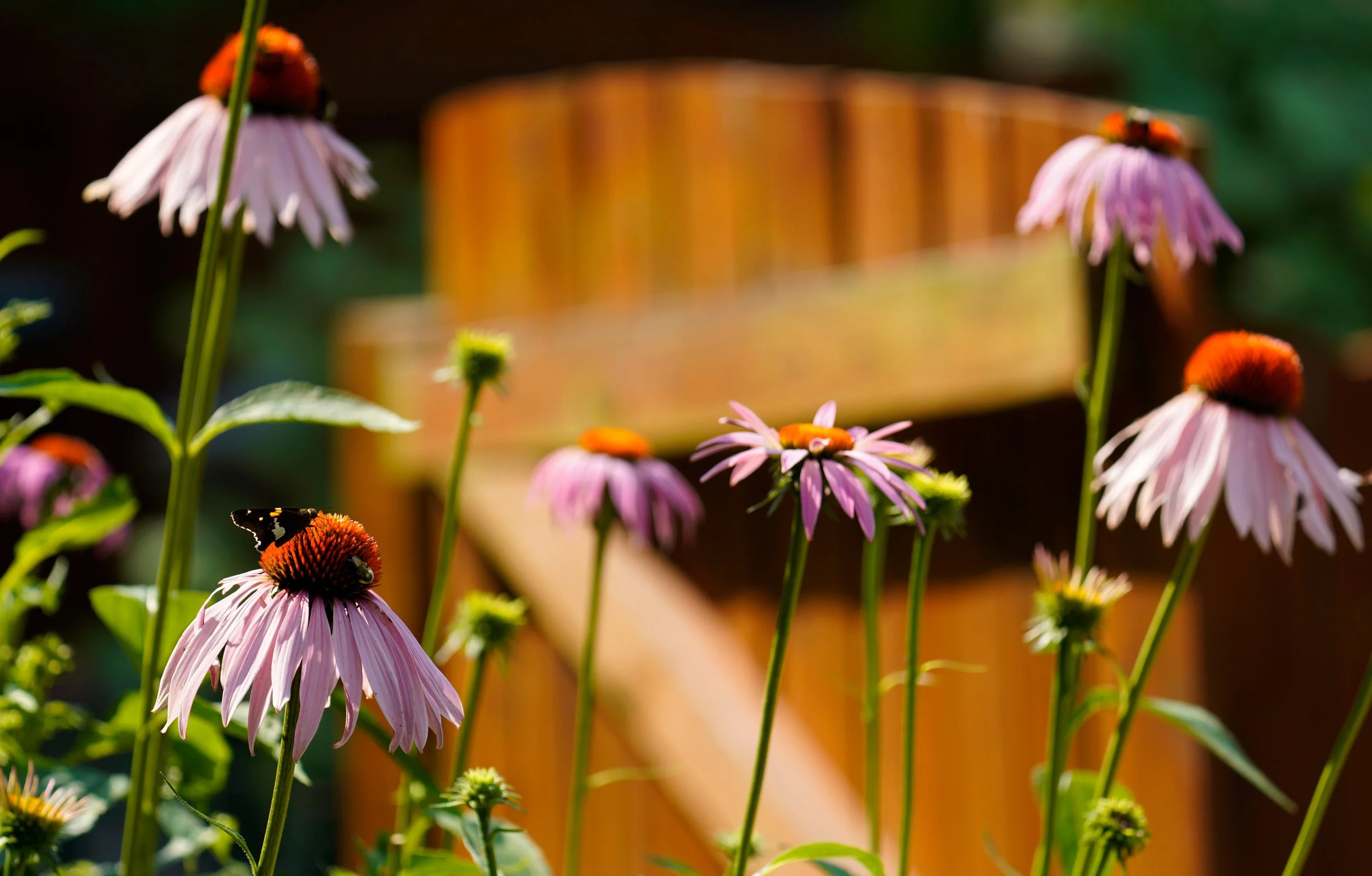 A Silver Spotted Skipper on Native Purple Coneflower in Cary, North Carolina