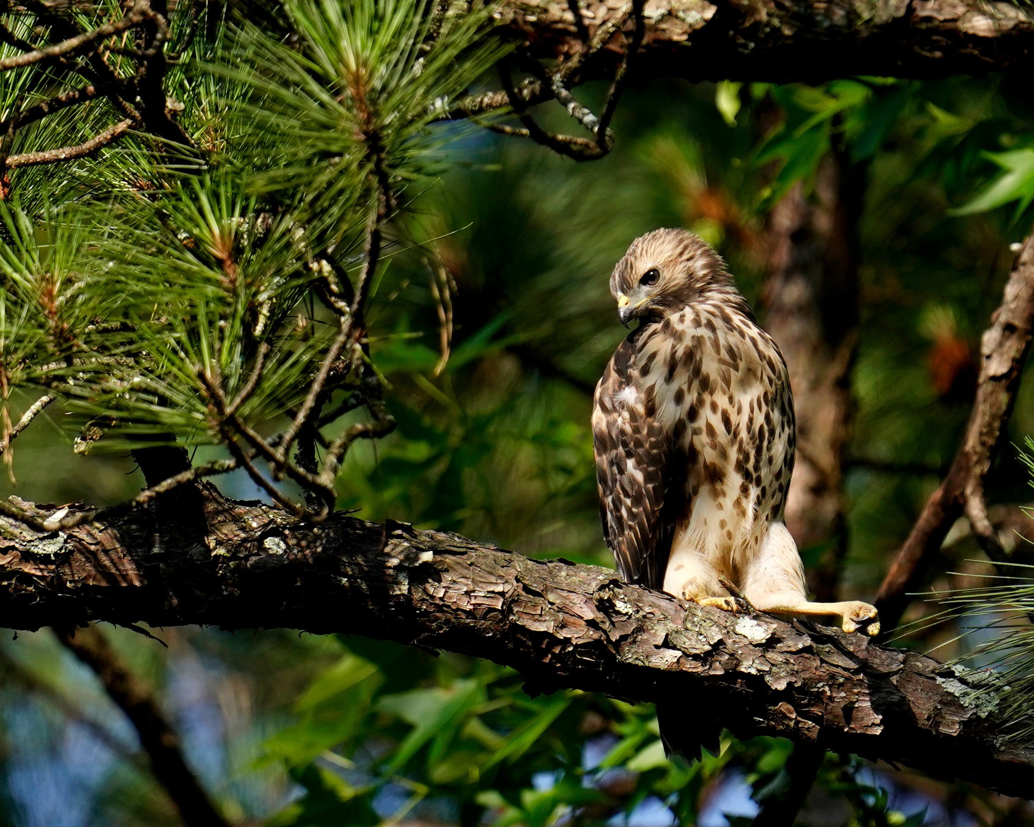 A recently fledged Red-Shouldered Hawk sits across from their nest tree along the White Oak Creek Greenway in Cary, North Carolina