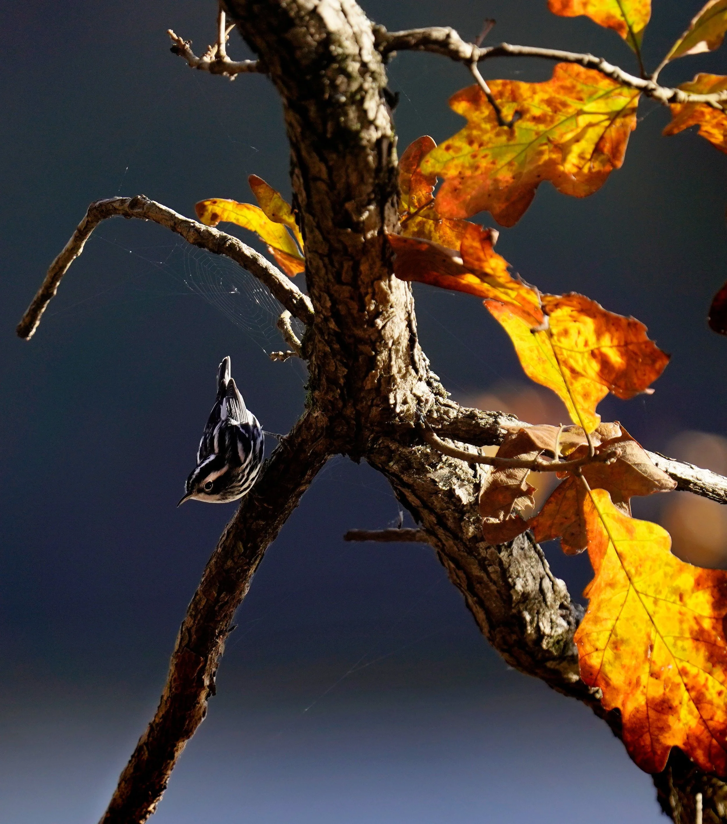 A Black and White Warbler foraging on an eastern white oak tree in fall colors on an autumn day at Bond Park, Cary North Carolina.