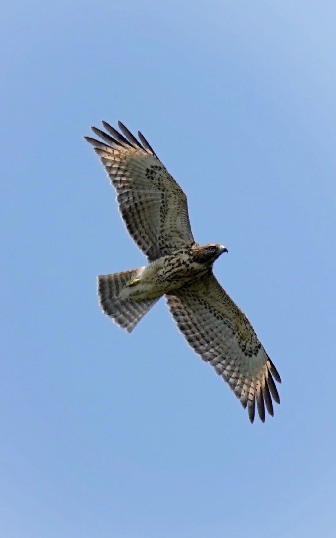 A juvenile Red-Shouldered Hawk soars over Raleigh, North Carolina