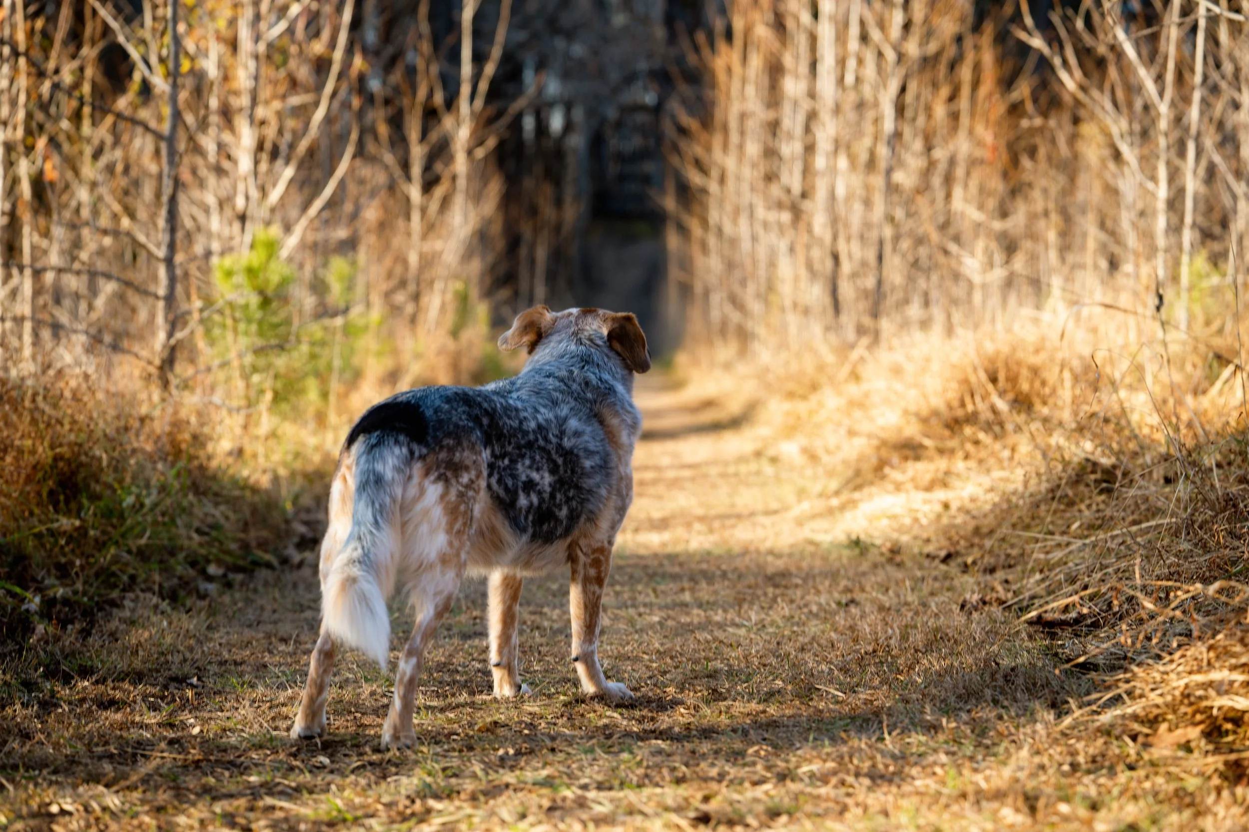A cattle dog mix stands at the beginning of a trail at Annie Wilkerson Nature Preserve in Raleigh, North Carolina at golden hour, sunset