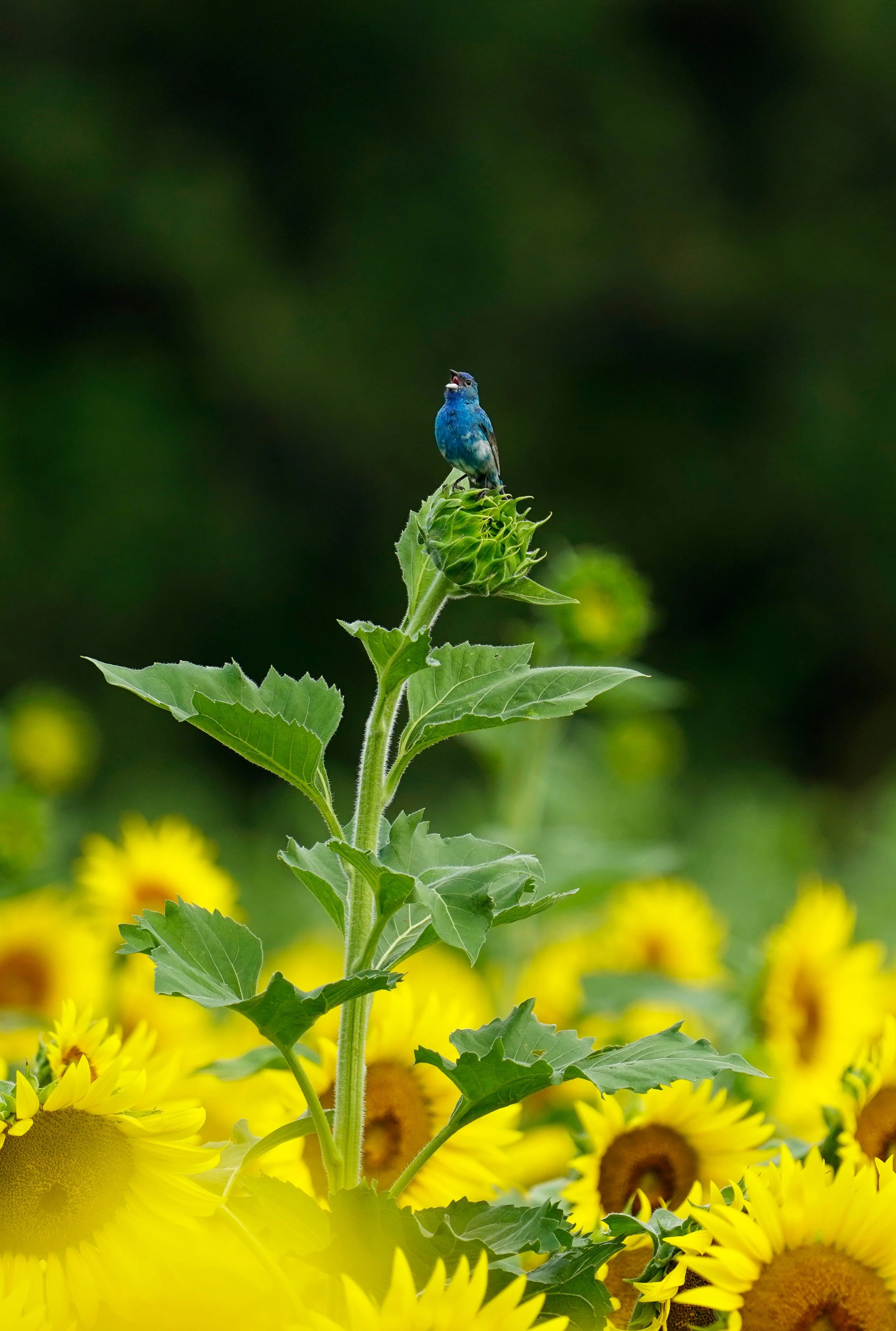 Indigo Bunting on a sunflower at Dix Park in Raleigh, North Carolina