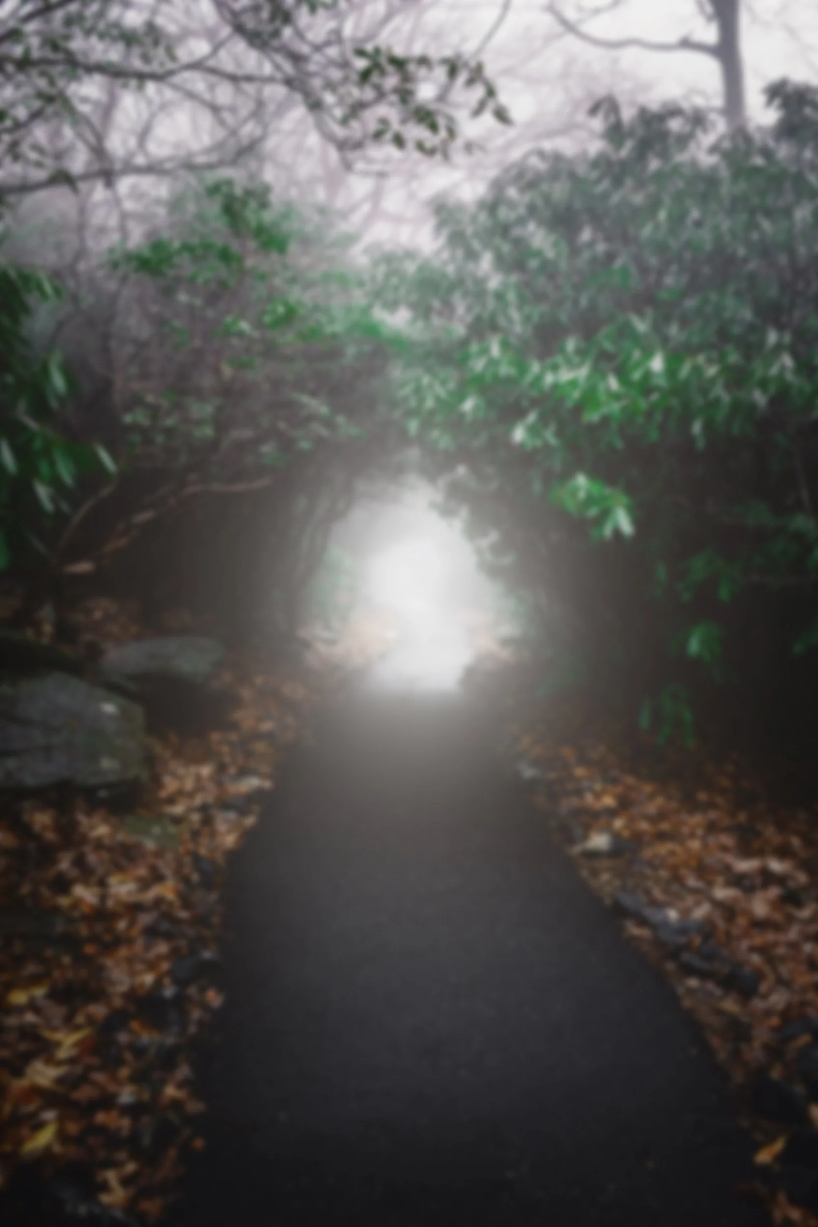 A foggy forest pathway lined with fallen leaves and green shrubs, with trees arching overhead and light visible in the distance.