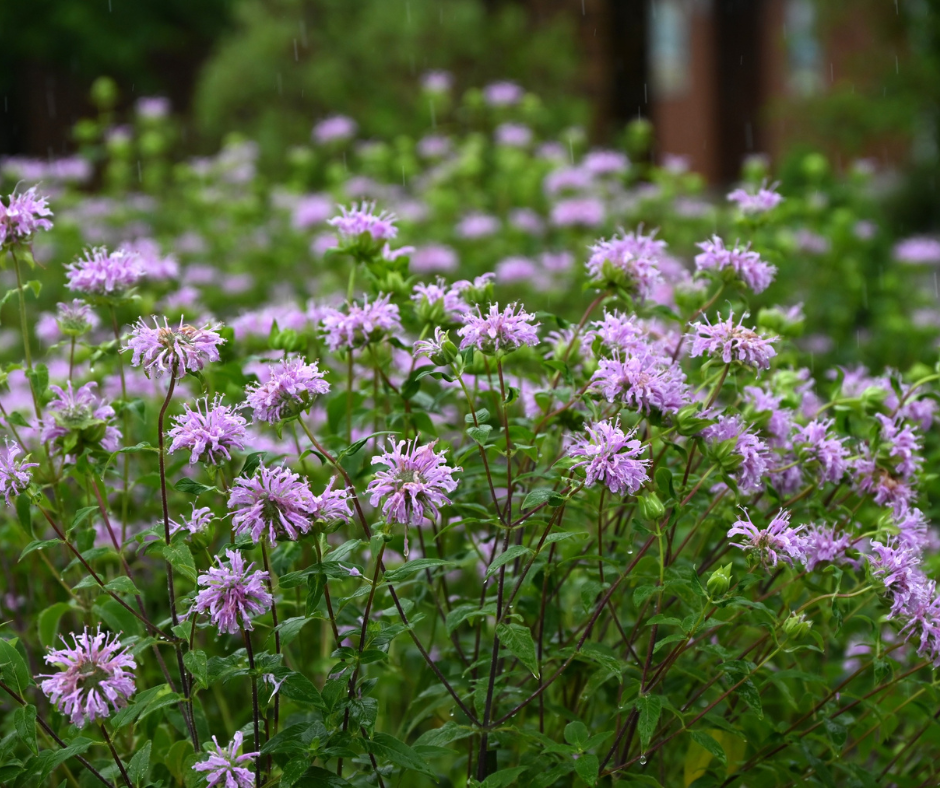 Wild Bergamot (Monarda fistulosa)