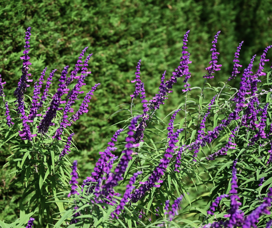 Giant Blue Sage