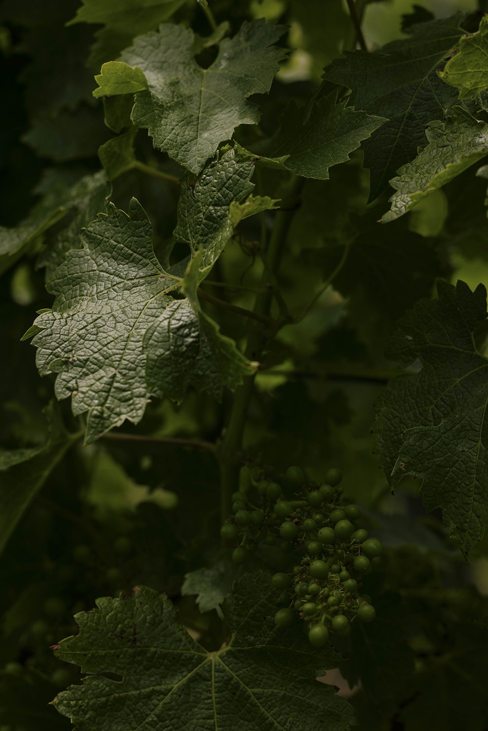 _C7A0582 (1) copy.jpg