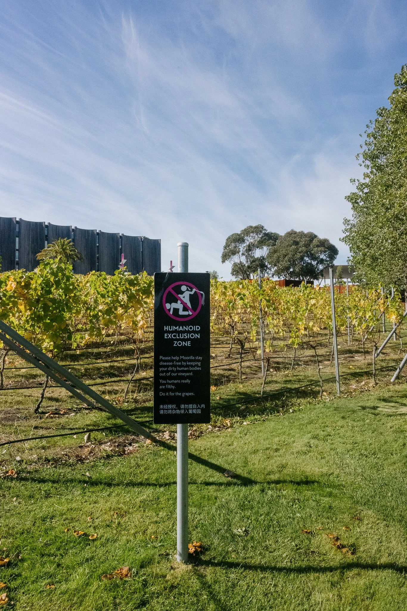 moorilla-winery_53641614989_o.jpg