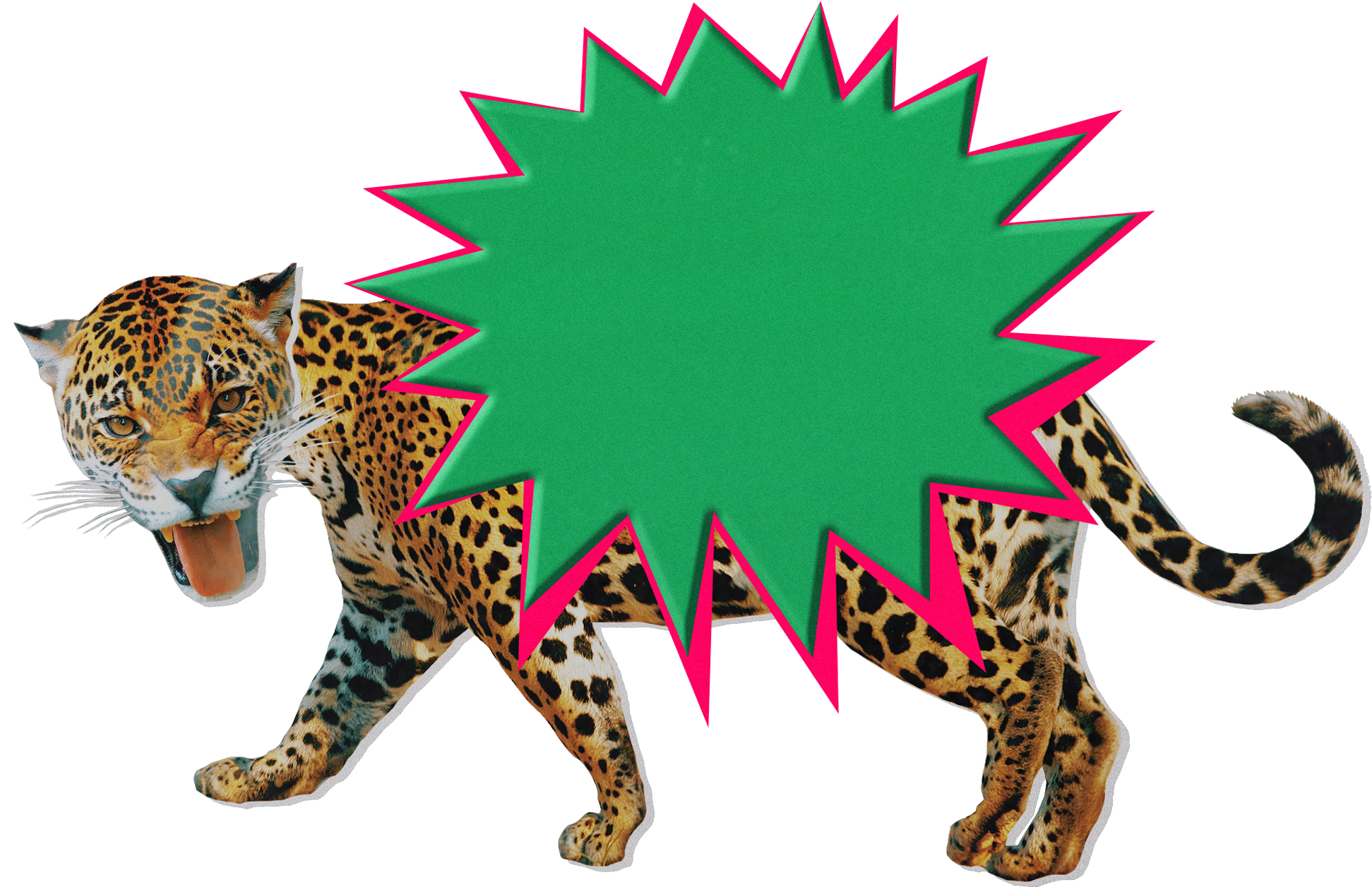 Leopard with an empty green and pink speech bubble overlay.