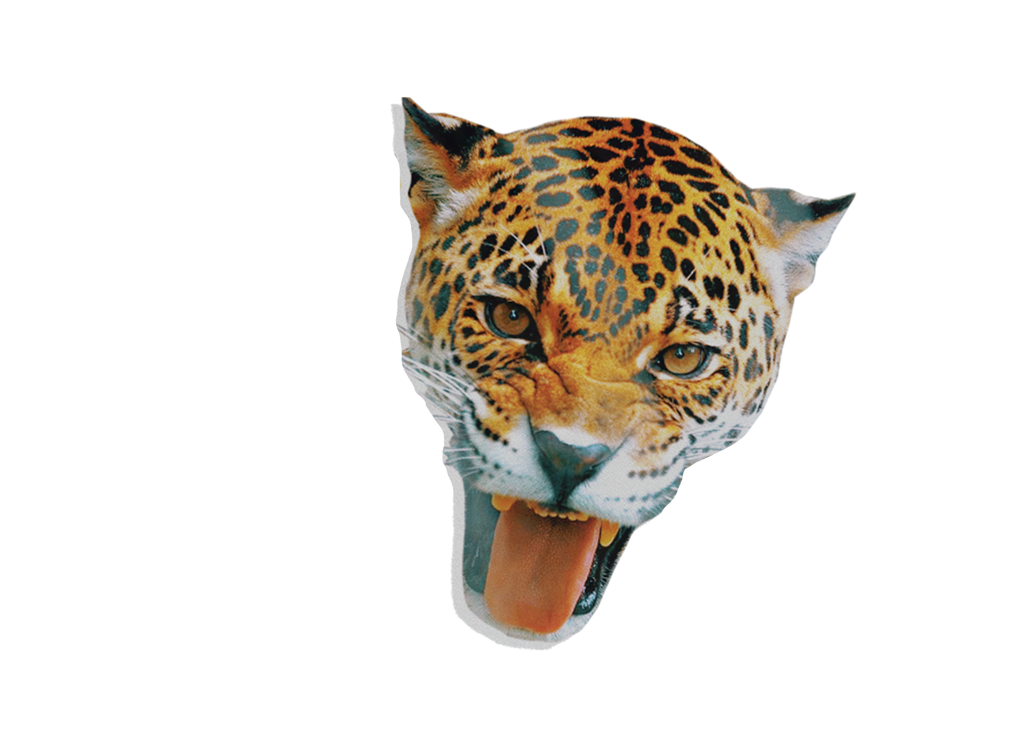 Close-up of a wild jaguar with its mouth open and tongue out, showing sharp teeth and golden eyes, isolated on a black background.