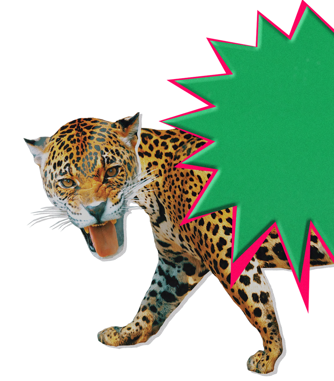 An illustrated jaguar with an open mouth and sharp teeth, with a green and pink starburst shape behind it