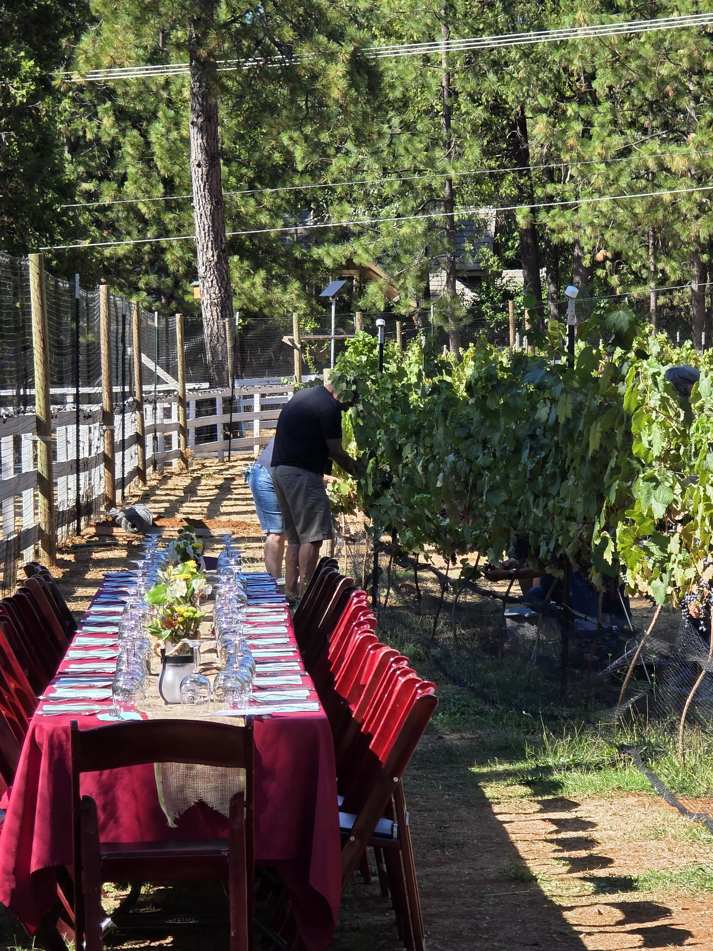 Harvest Vineyard Farm to Fork Dinner
