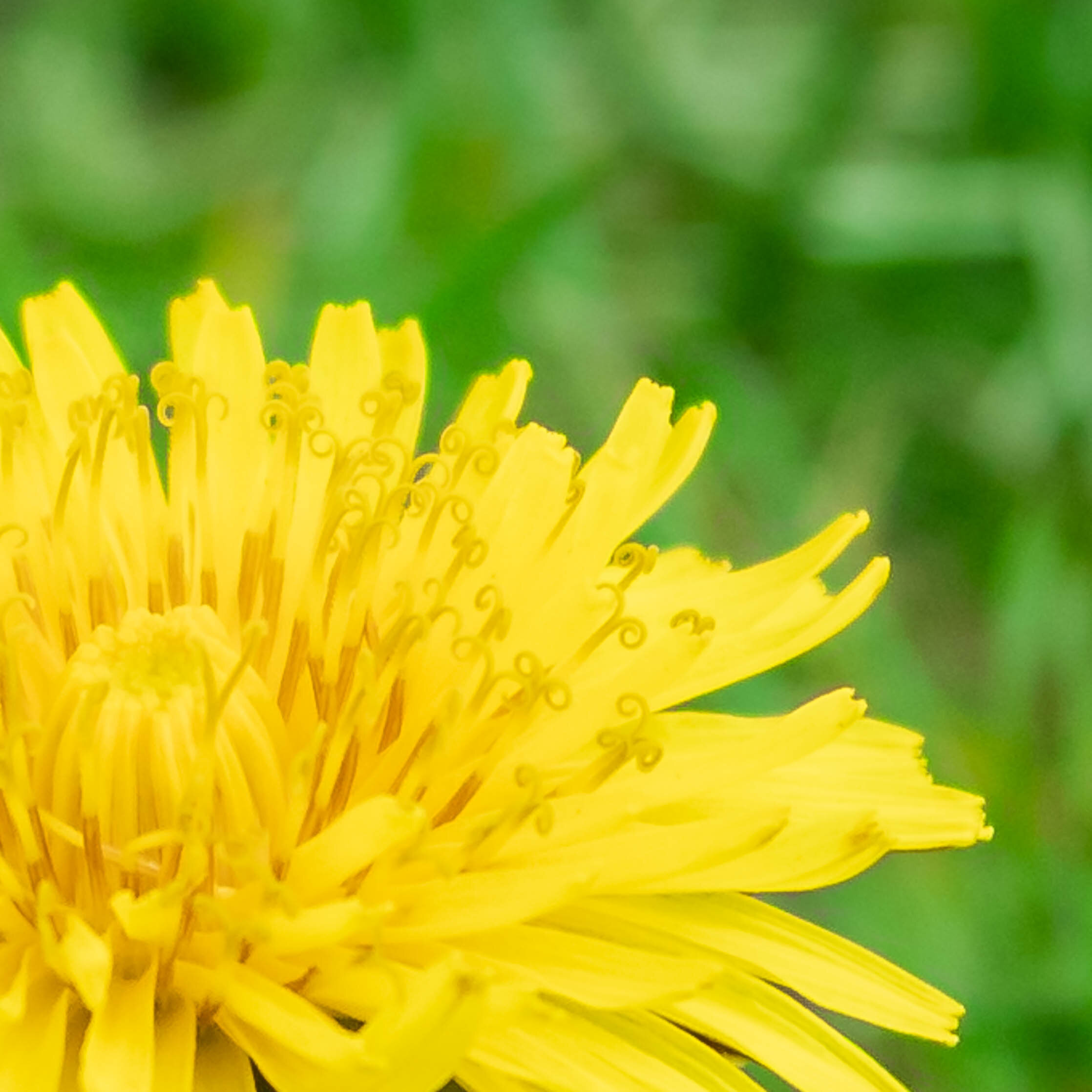 Dandelion.jpg
