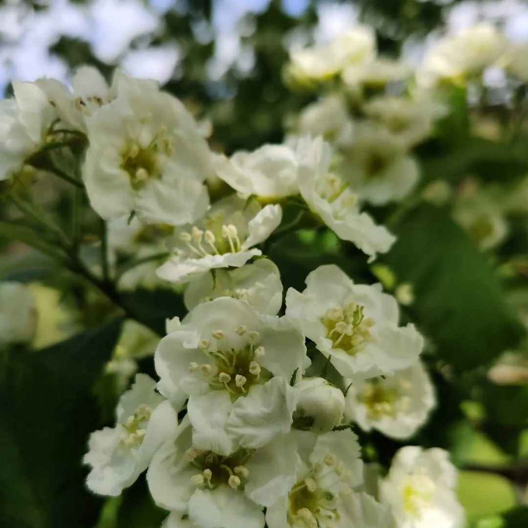 Mobile Phone Photography 2.jpg