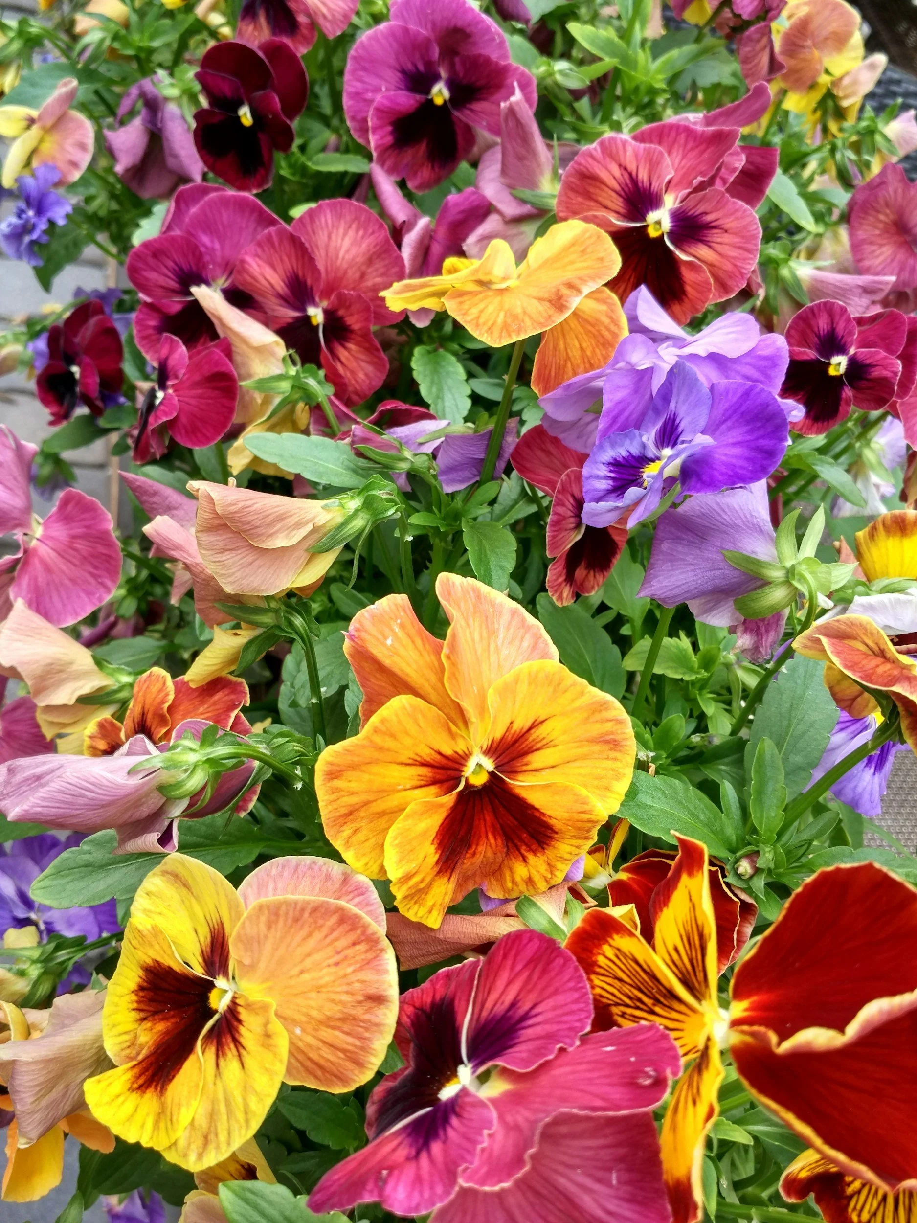 All Pro Lawn & Landscaping