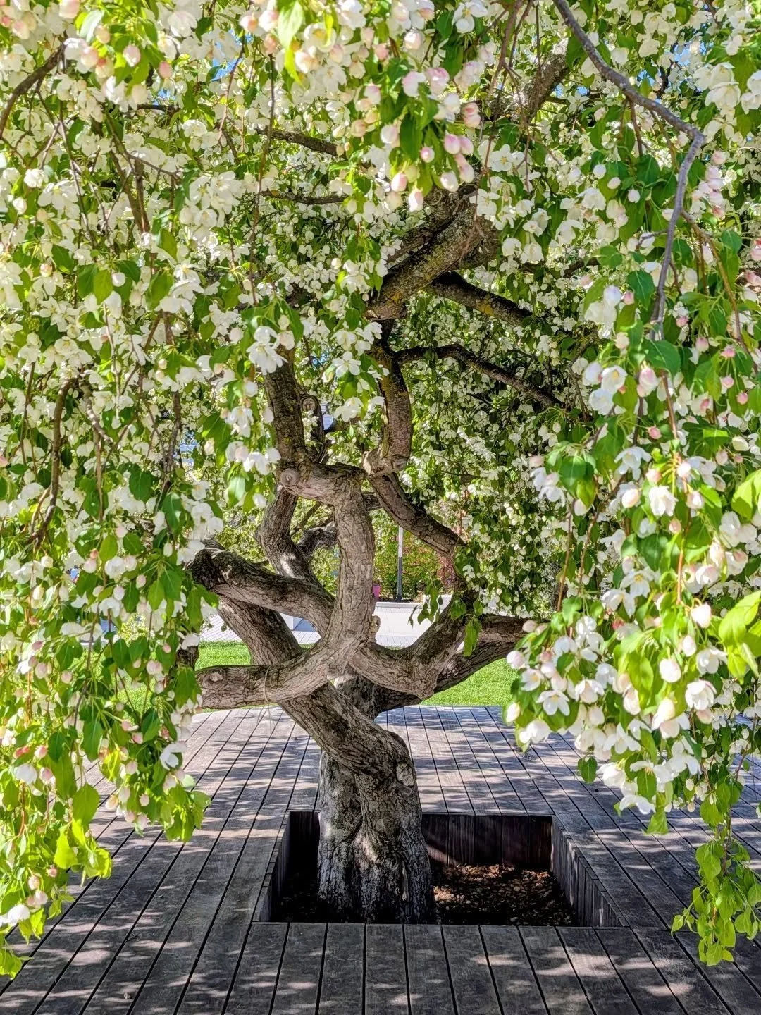 The crabapple tree is blooming and the sun is shining. Is spring finally here!?

This Sunday starting at 1pm, join The Creemore Horticultural Society for free garden tours of the Village Green.  Learn about seasonal blooms, pollinators, native specie