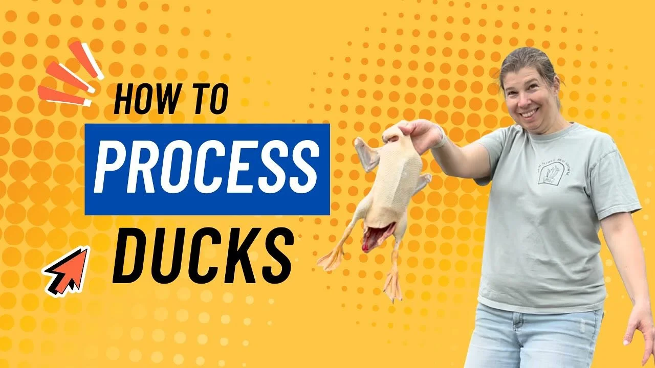 Our newest video is out on YouTube @The_Lark_Life