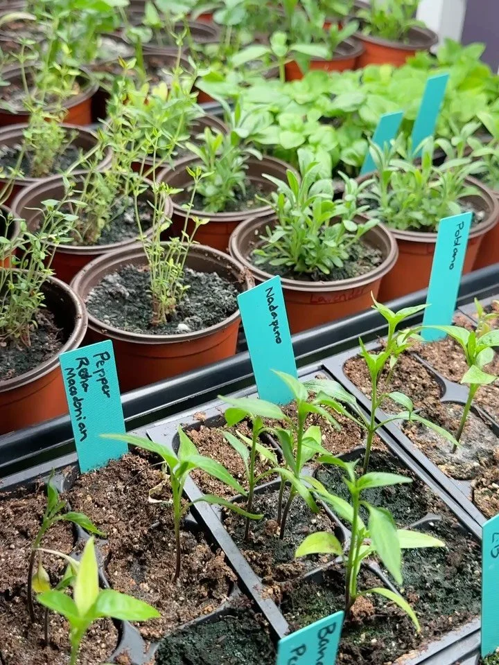 Look at all my plant babies 🥹🌱

It&rsquo;s my first year starting this many seedlings. I am counting down the days until it&rsquo;s warm enough to get these guys out in the garden ☀️🌿

What are you growing right now? Drop it in the comments👇

#Pl