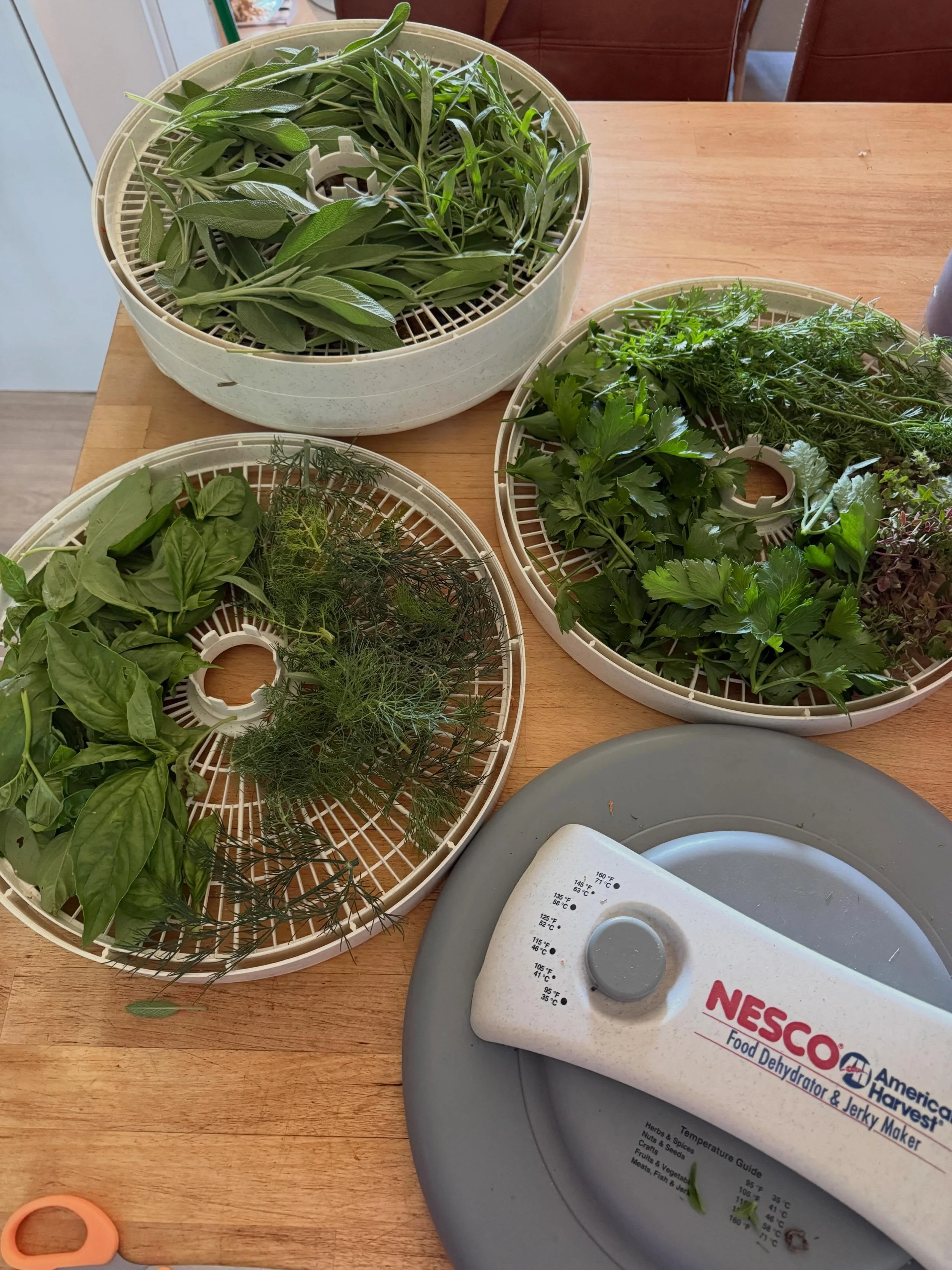 Garden herbs are thriving! 🌿 We use fresh herbs every day, and when I have more than we can use, I dehydrate the extras for later. Regular clipping keeps the plants healthy, productive, and growing strong. Nothing beats having homegrown herbs ready 