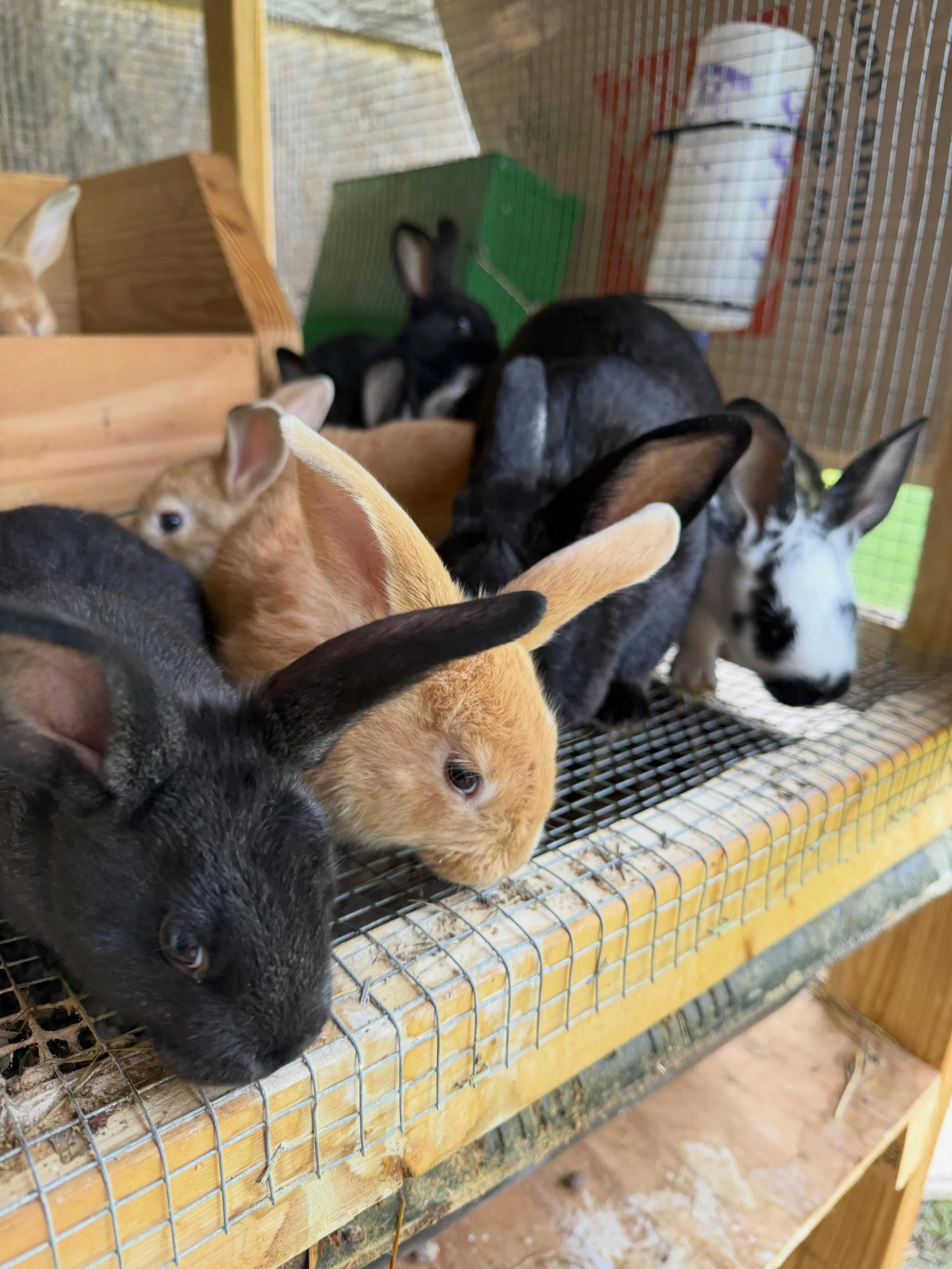 🐰 Our first litter of New Zealand bunnies is ready for new homes! 🐰

Last fall, we purchased our breeder buck and doe pair from Backyard Pantry, and we couldn&rsquo;t be happier with them. Martha has been an amazing mama and raised a beautiful litt