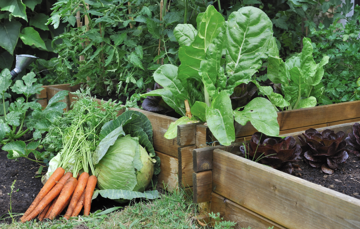 Is It Too Late to Plant a Garden? Why Now Is the Perfect Time for a Fall Garden