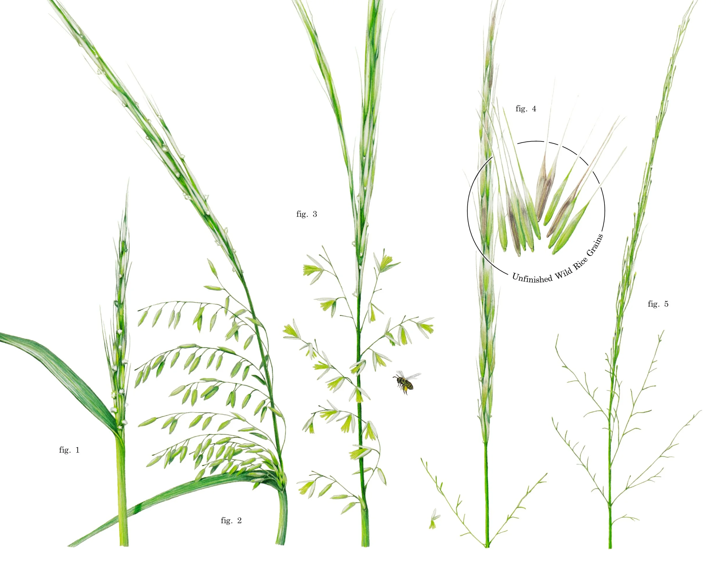 Texas wild-rice Diagram