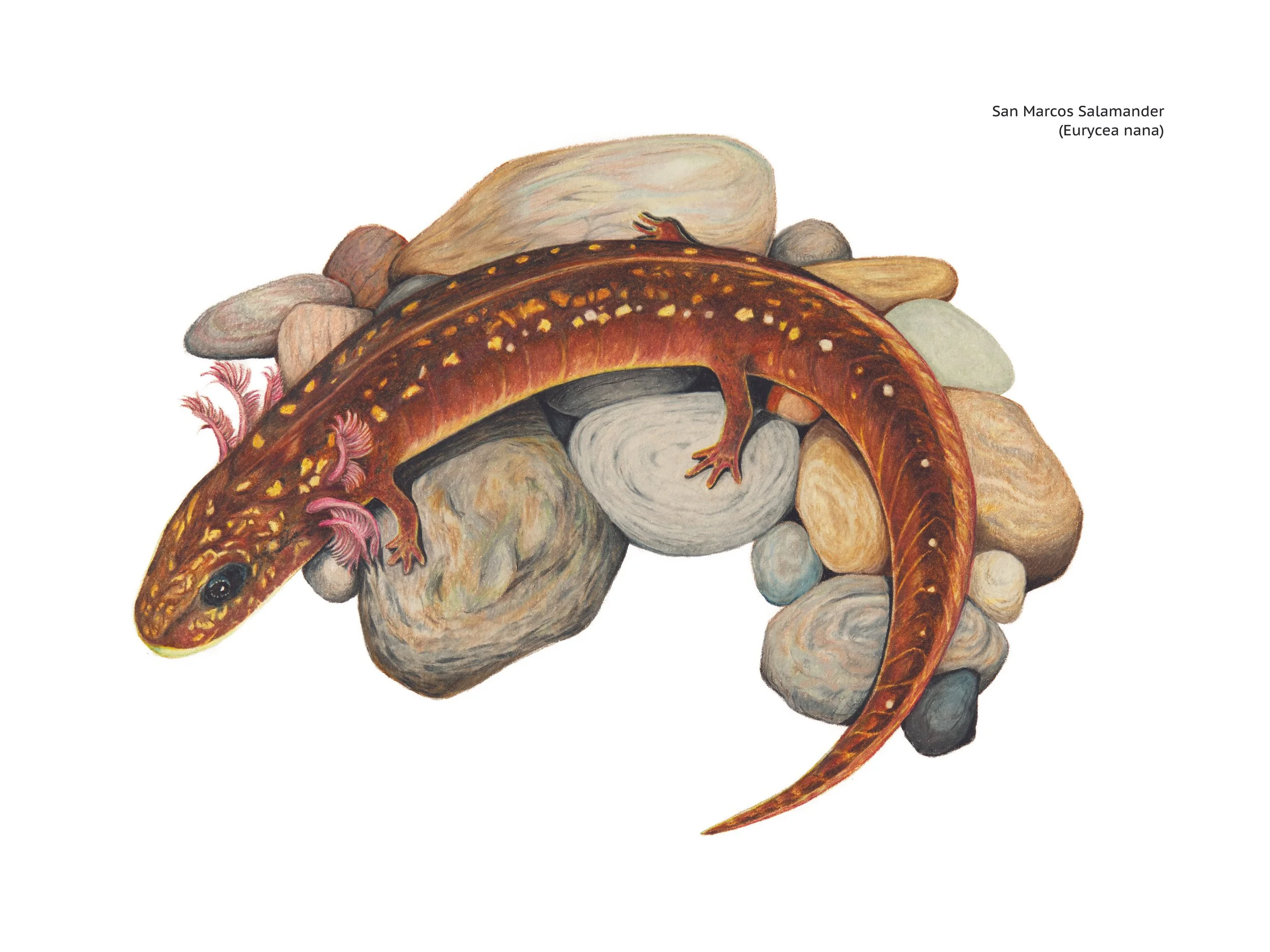 San Marcos Salamander
