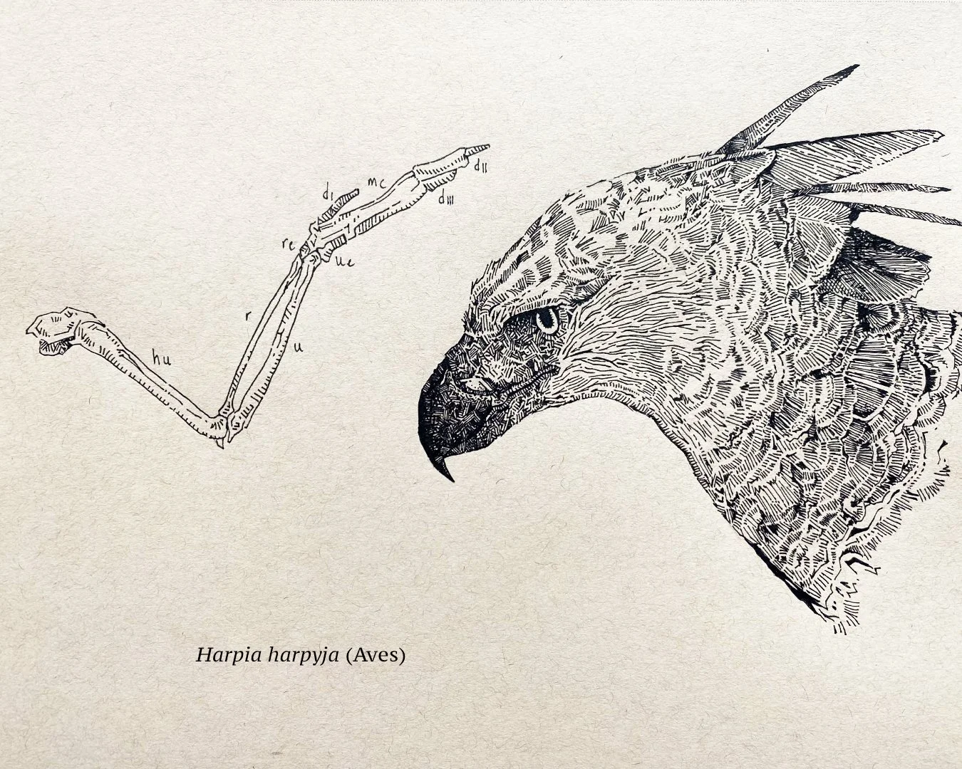 Harpy Eagle (Birds)