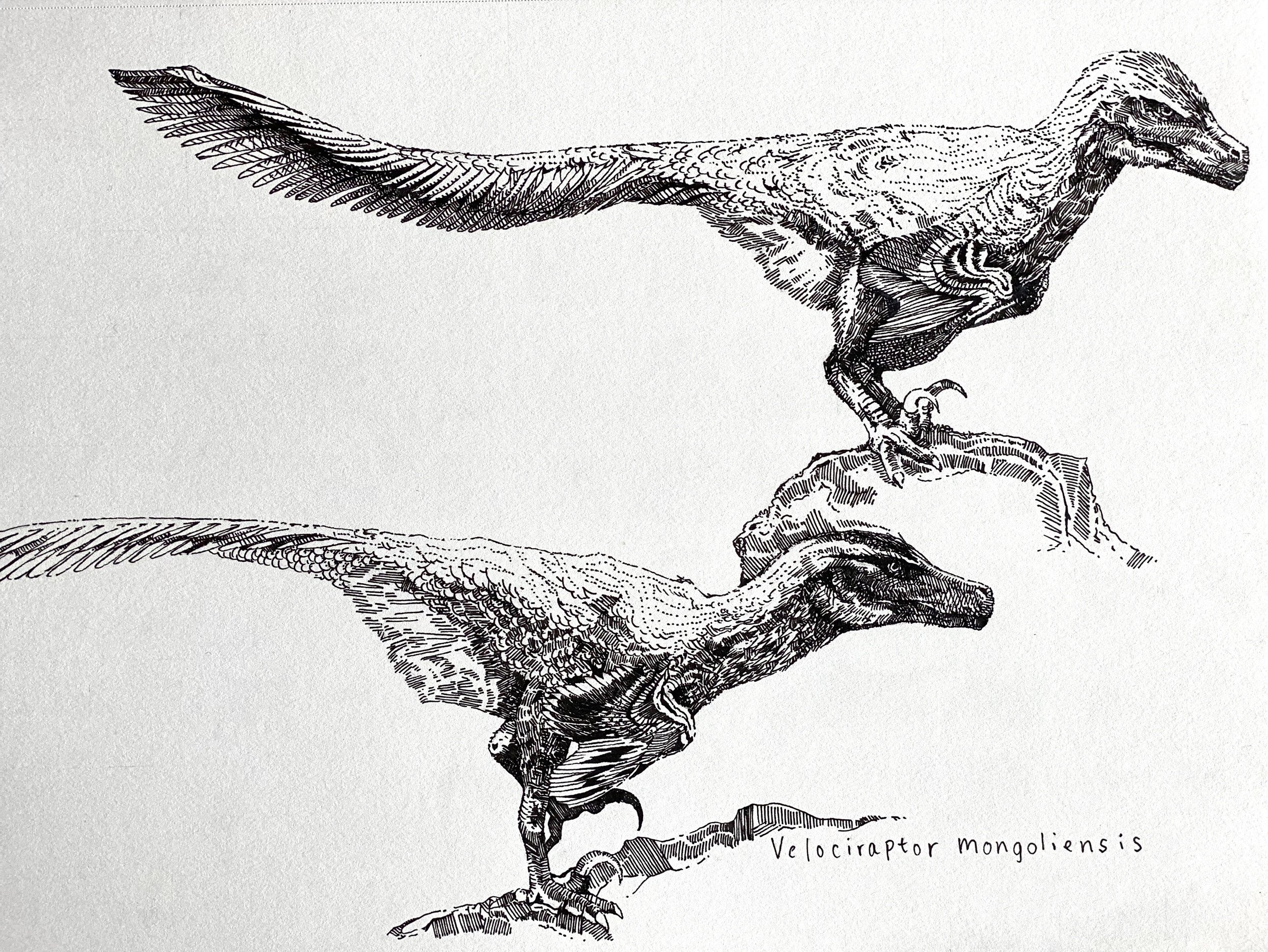 Velociraptor mongoliensis