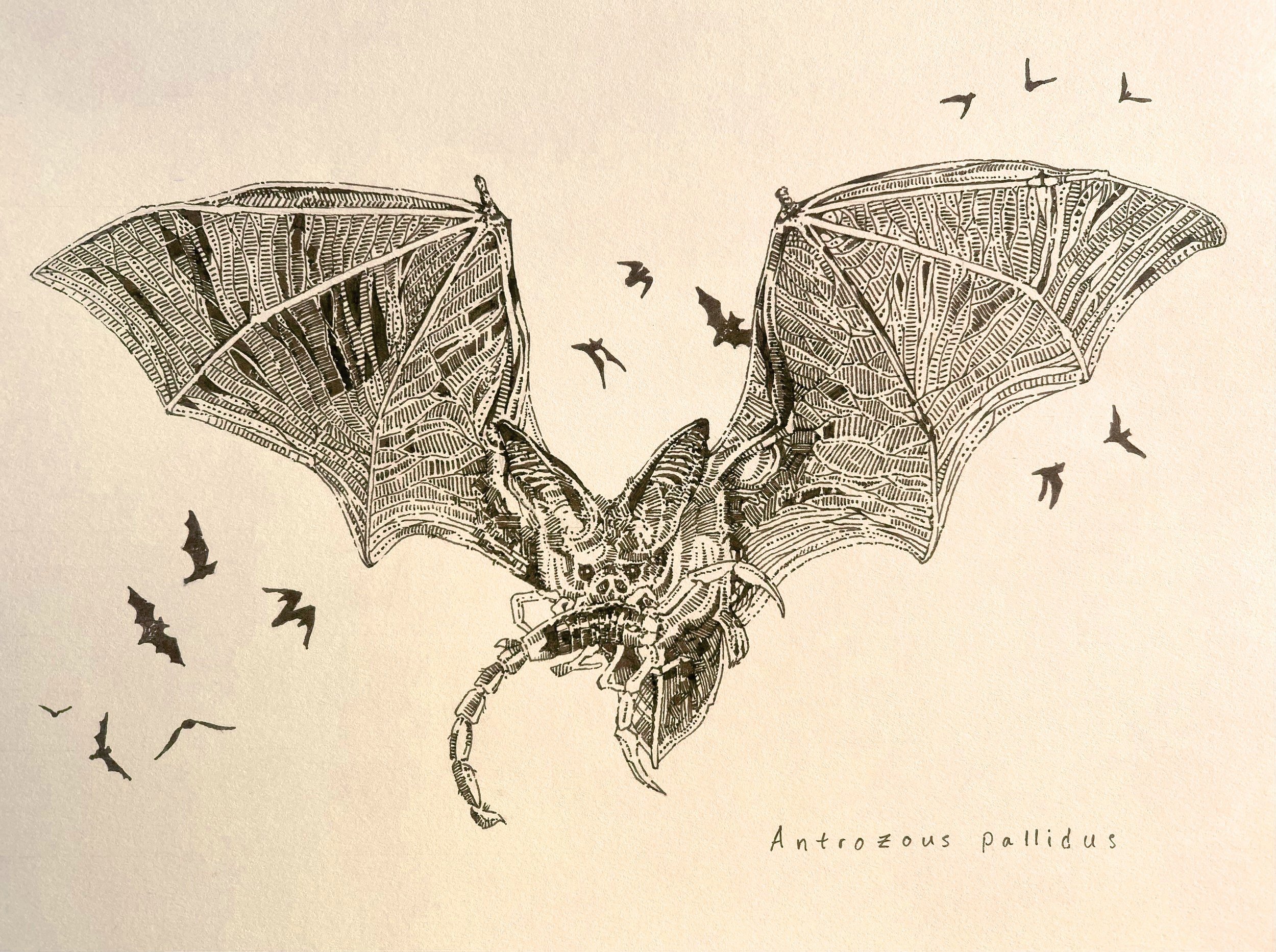 Pallid bat