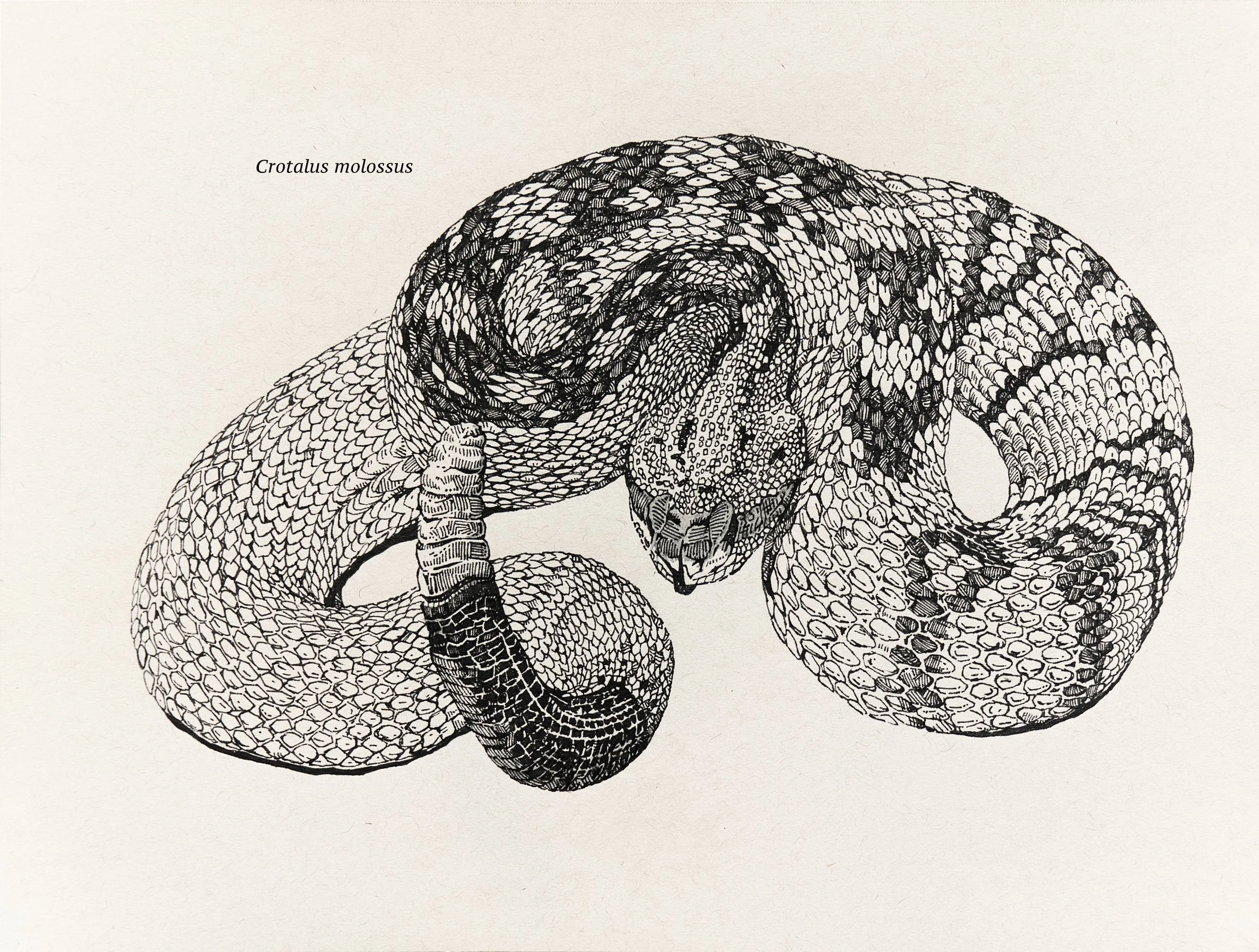 Black-tailed Rattlesnake