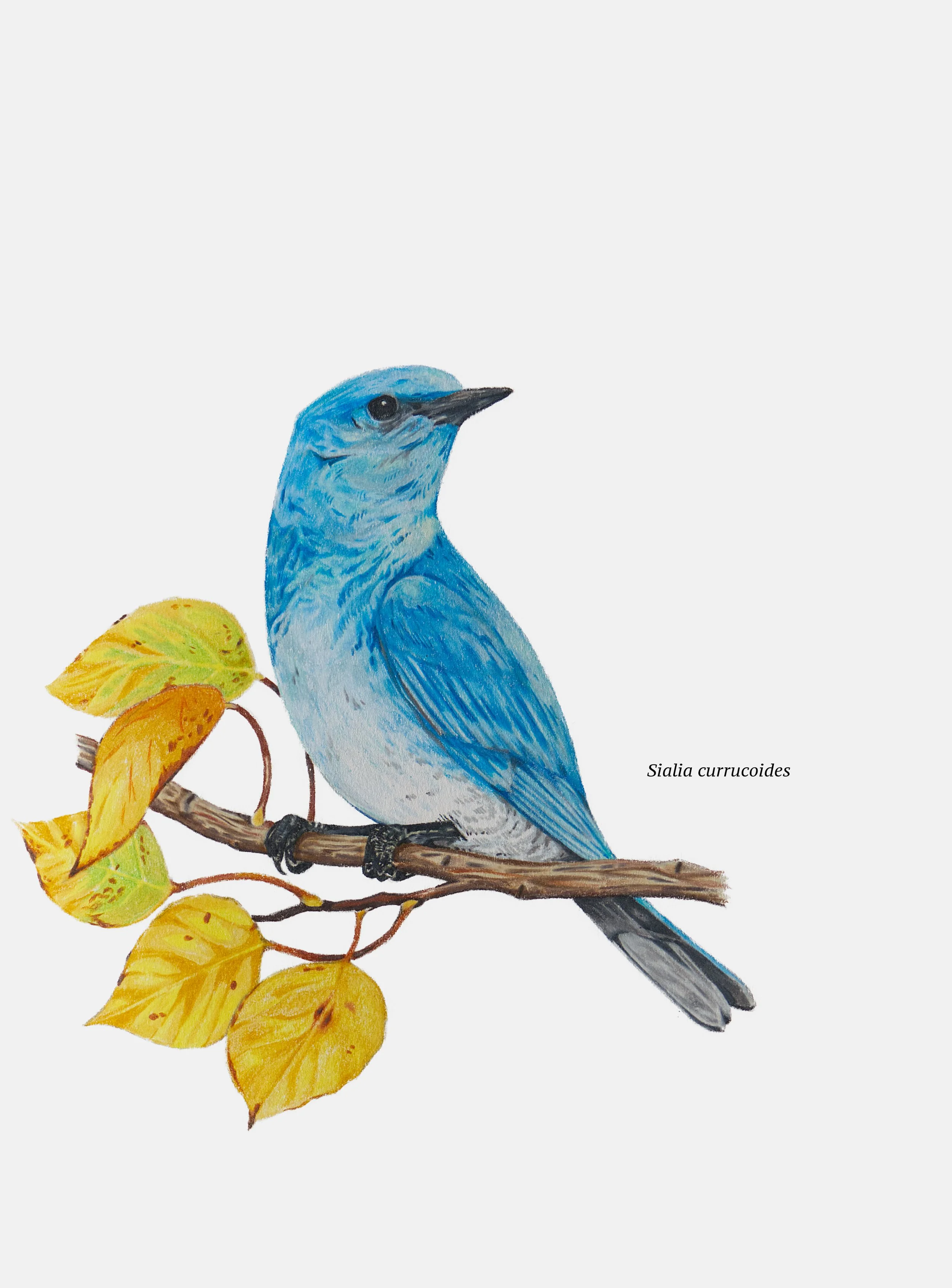 Mountain Bluebird