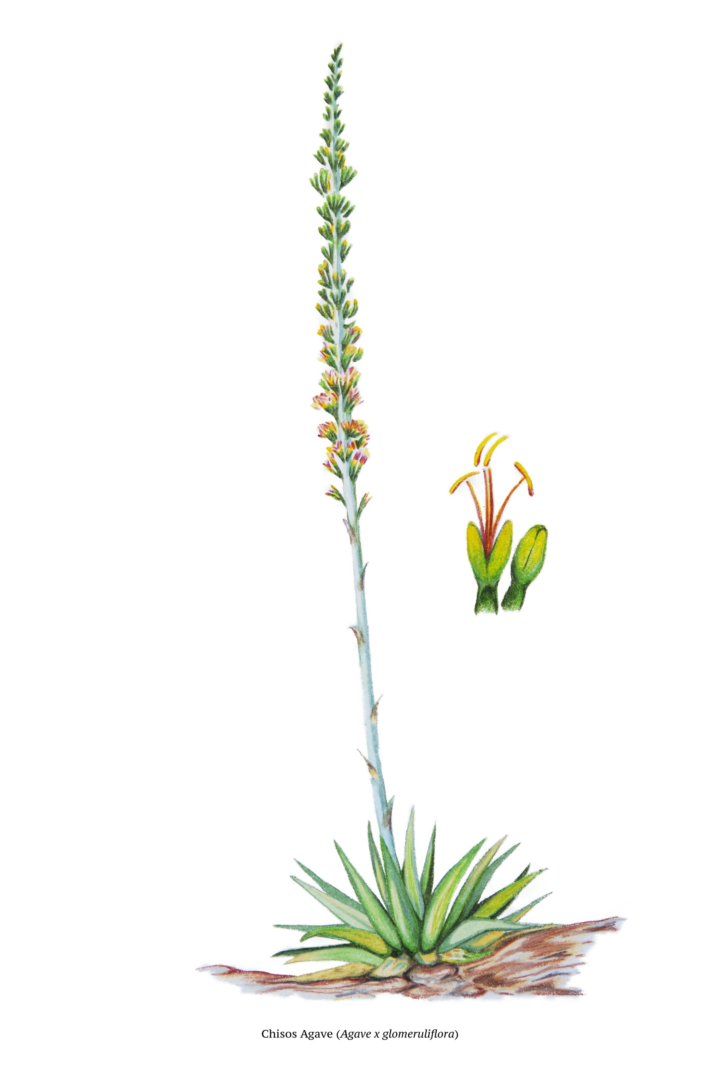 Chisos Agave