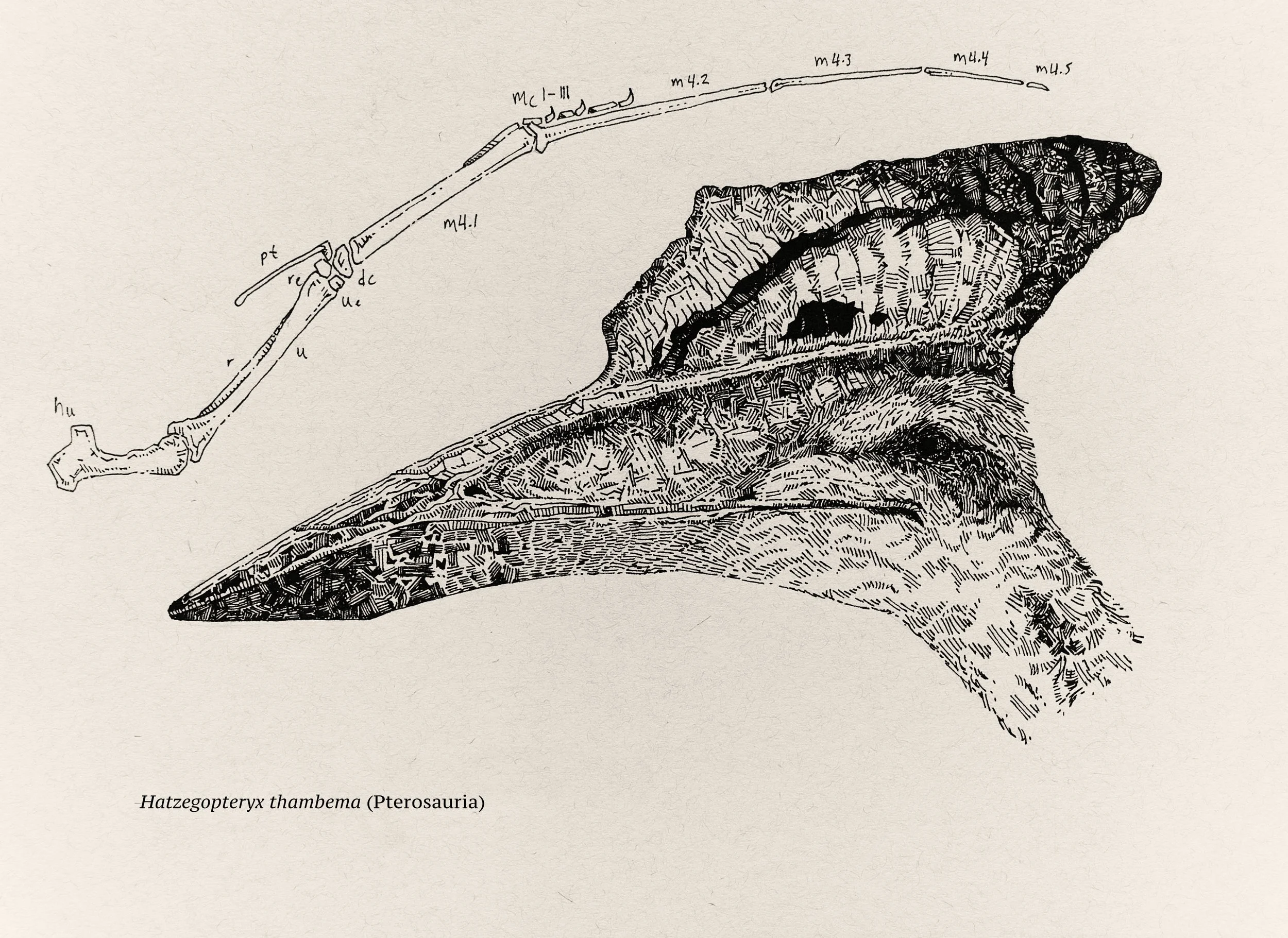 Hatzegopteryx (Pterosaurs)