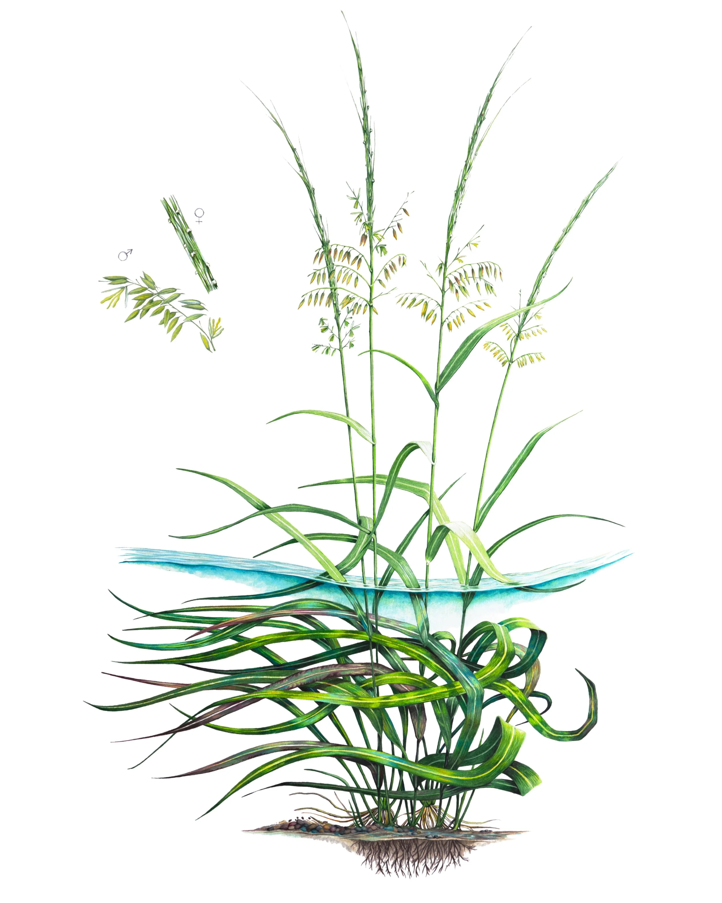 Texas Wild-rice
