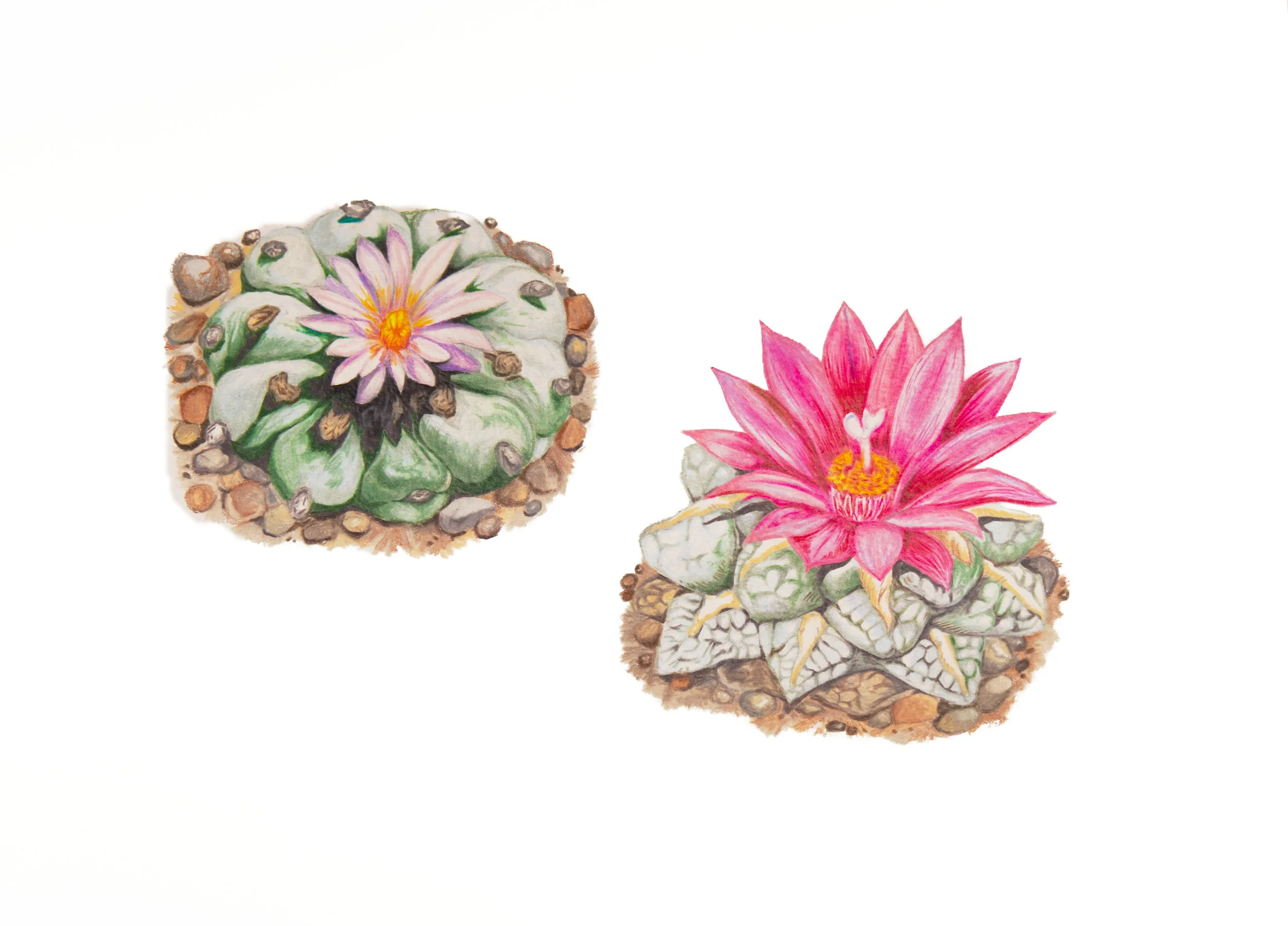Peyote + Living Rock Cactus