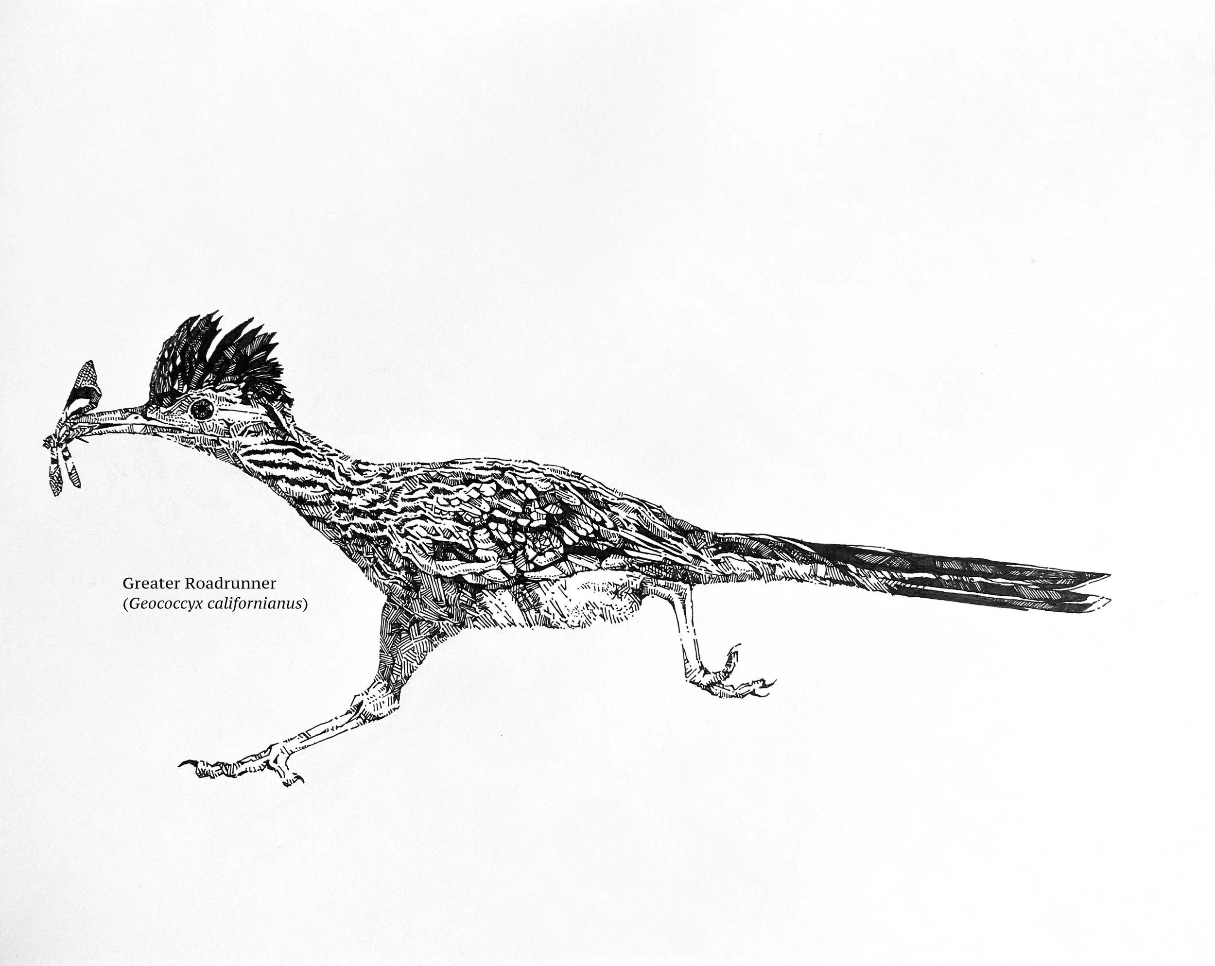 Greater Roadrunner