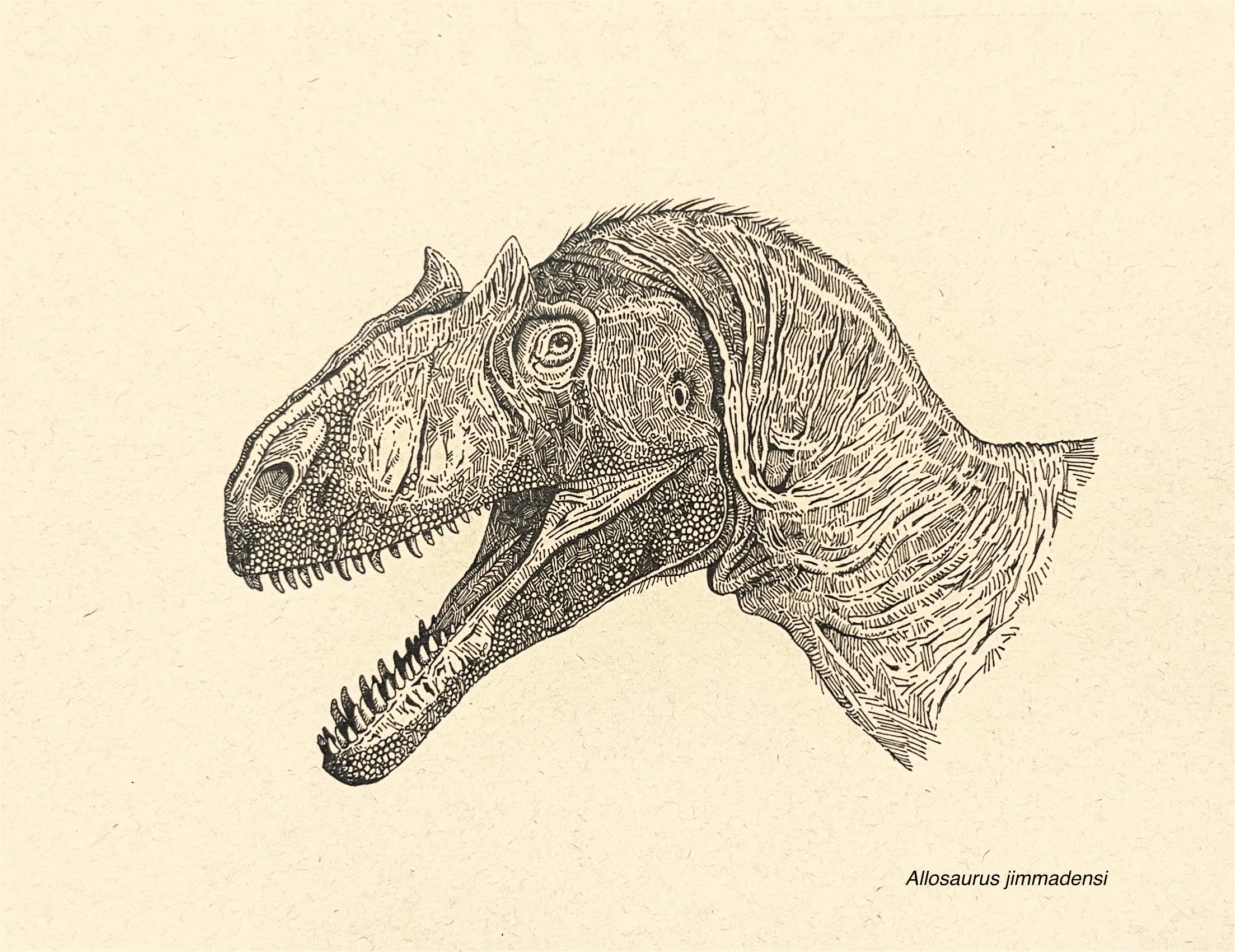 Allosaurus