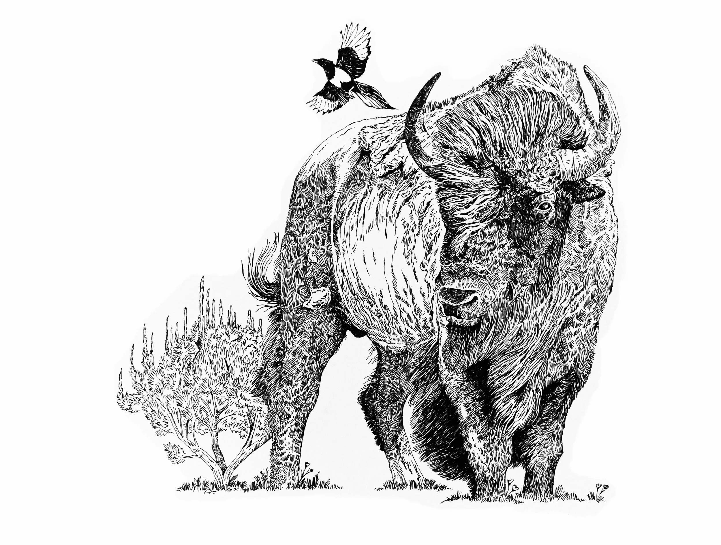 American Bison