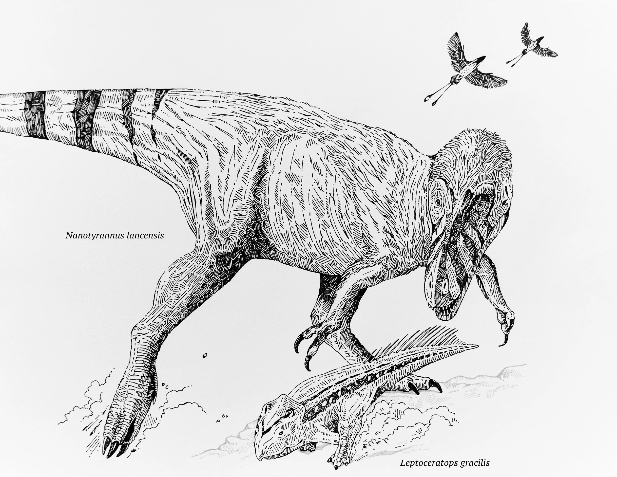 Nanotyrannus