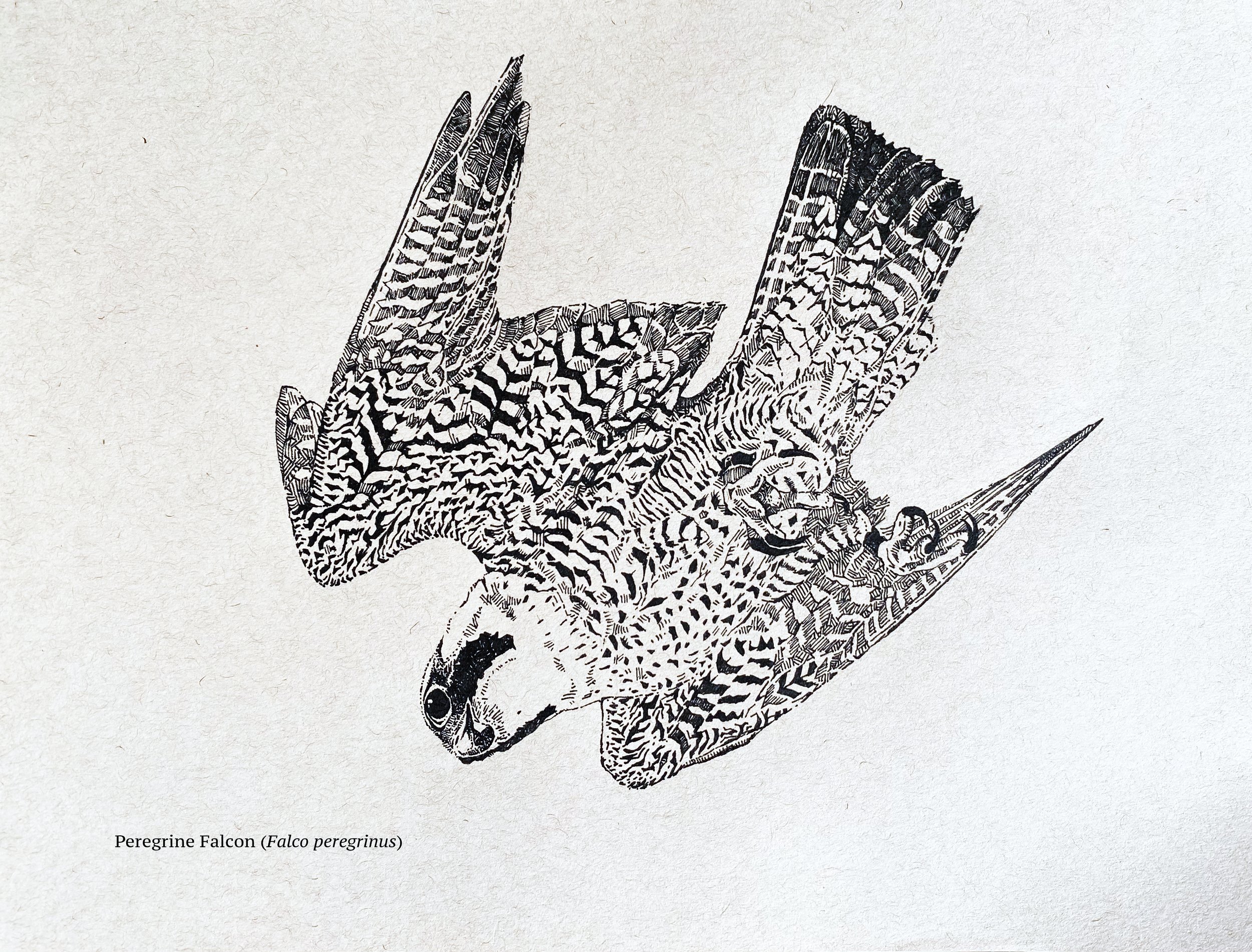 Peregrine Falcon