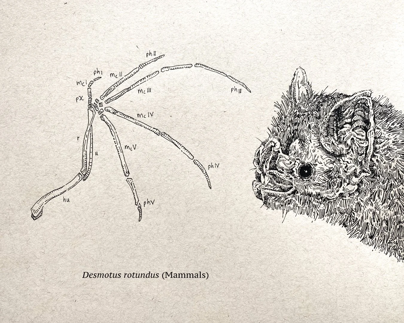 Vampire Bat (Mammals)