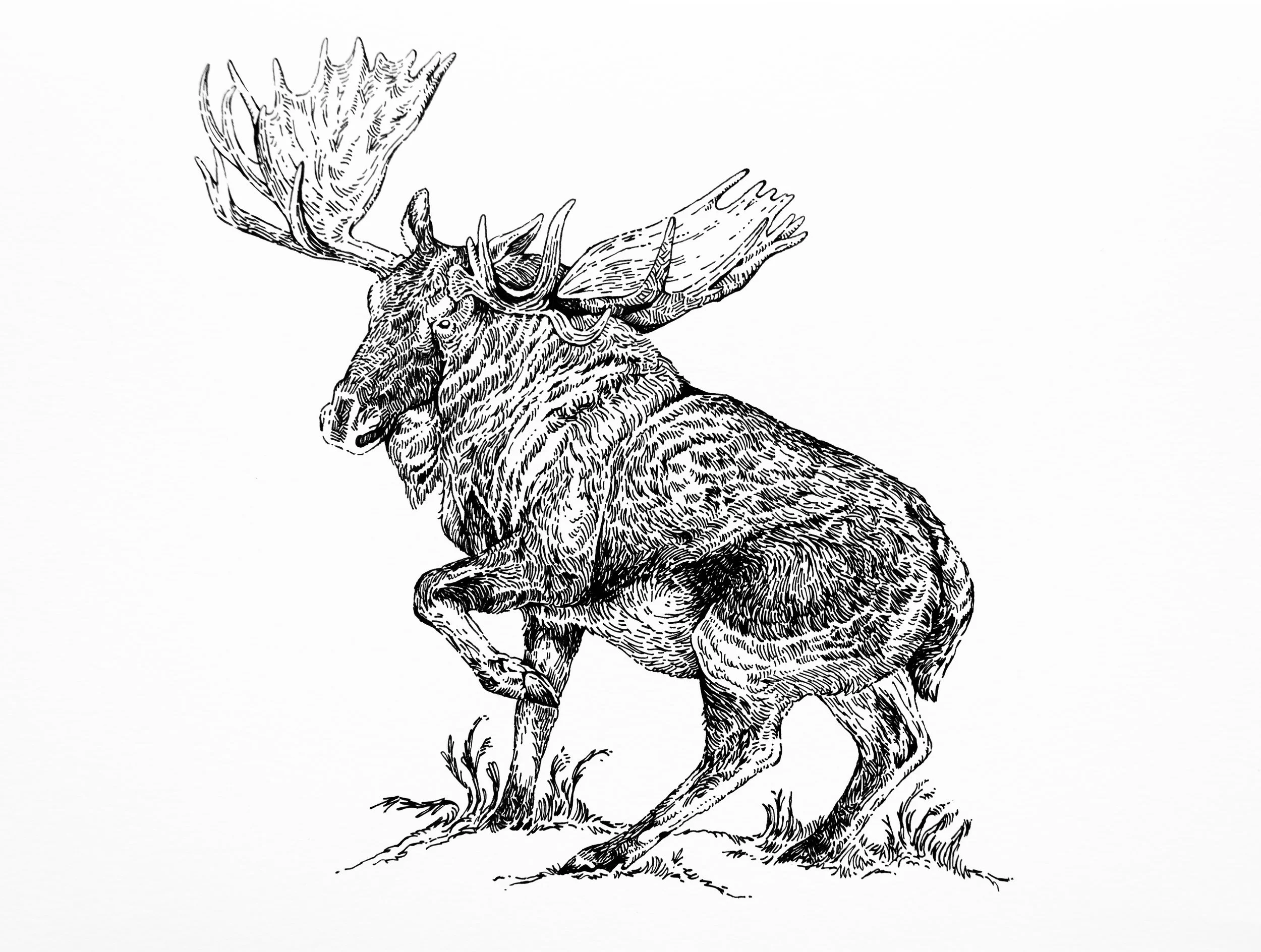 Moose