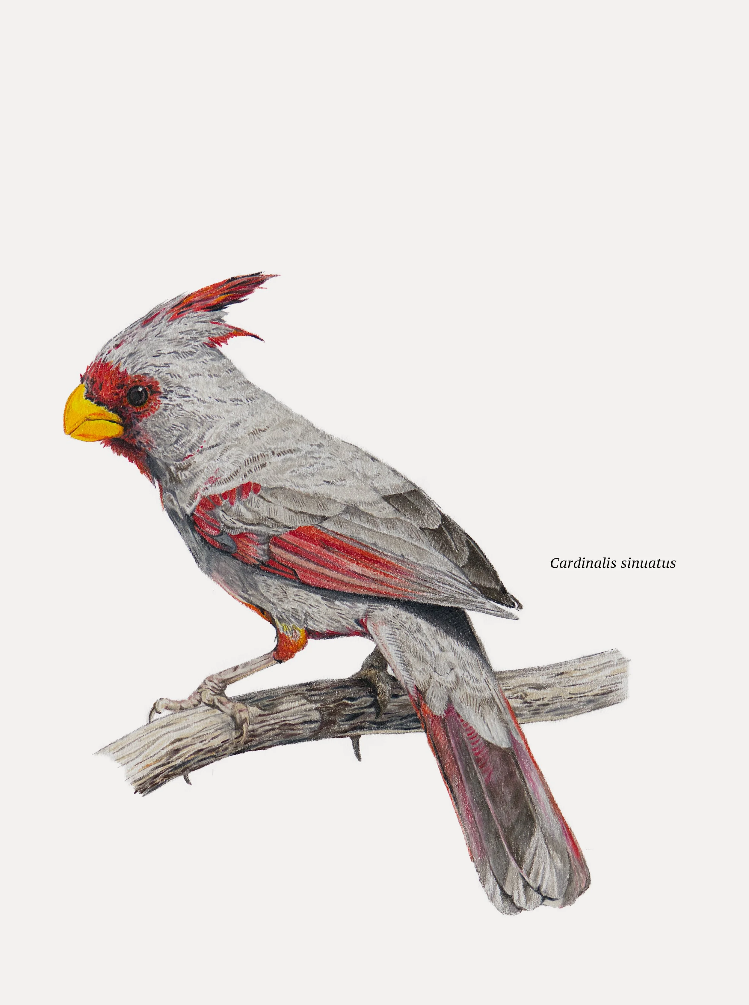 Pyrrhuloxia