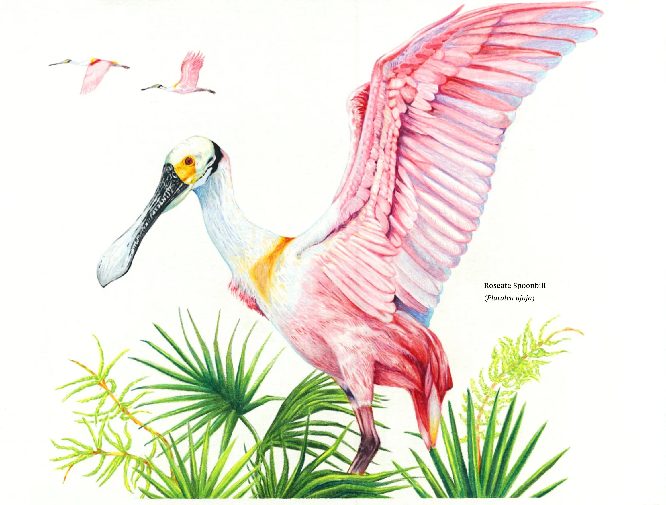 Roseate Spoonbill