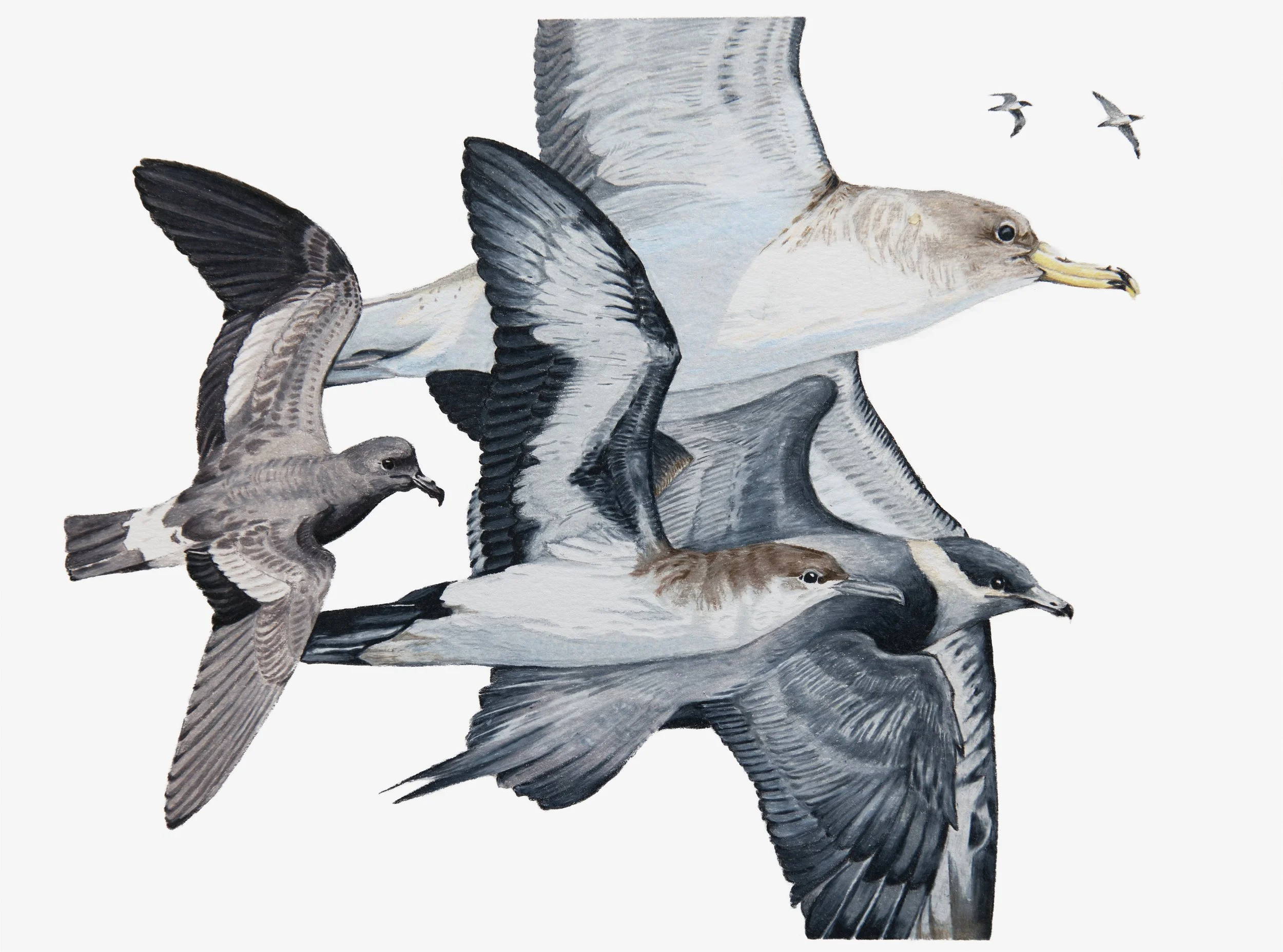 Select Pelagic Birds